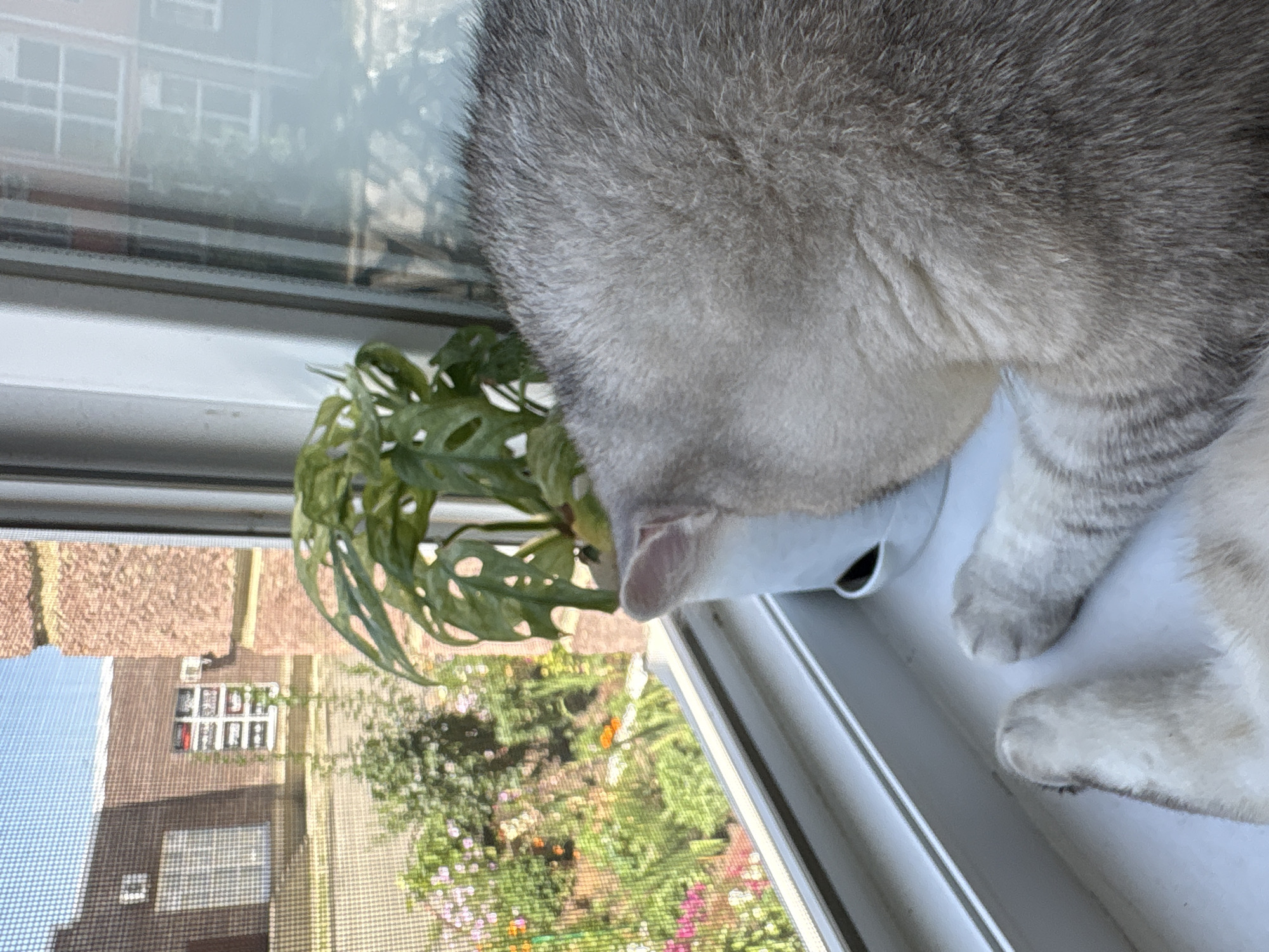 A domestic shorthair cat with silver-grey fur is resting on a white windowsill, looking out a window with a screen. The cat is positioned with its back to the camera, its head is partially obscured by a potted plant. The plant is green with large, fenestrated leaves. Outside the window, a sunlit garden with pink and orange flowers is visible. In the background, a red brick building with multiple windows and a white tiled roof is seen. The image appears to be taken indoors, on a clear day. The location is specified as Mikhaylovsk, Russia, though there is no visual information in the image to confirm this.