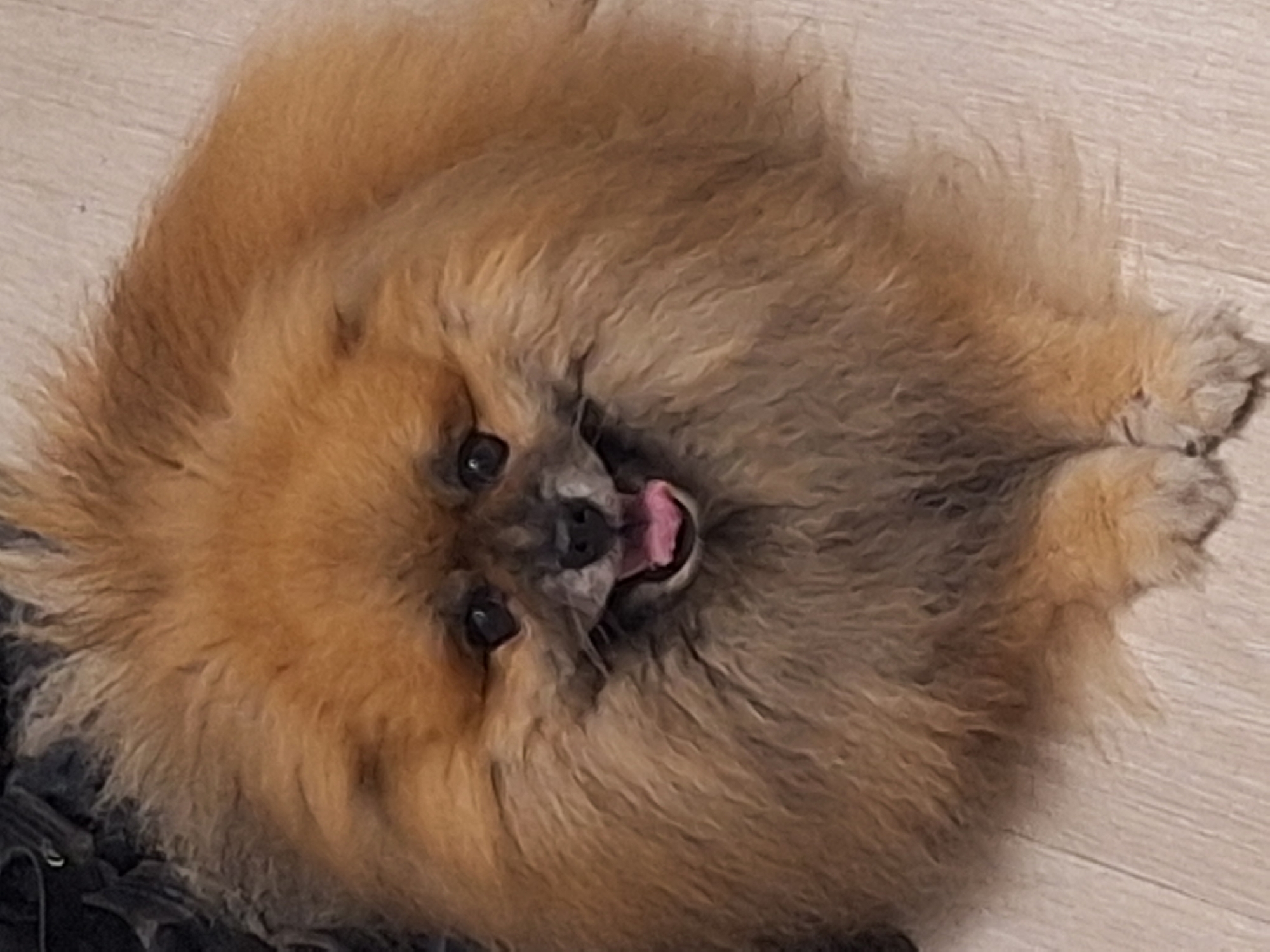 A fluffy Pomeranian dog with tan fur lies on a light-colored, wood-plank floor. The dog is facing the camera with its mouth open, showing its pink tongue. Its eyes are dark and round, and its ears are small and pointed. The dog's fur is thick and voluminous, obscuring much of its body. The background is out of focus, but appears to be a dark, textured surface. There is no identifiable context of a specific location in Varna, Bulgaria.