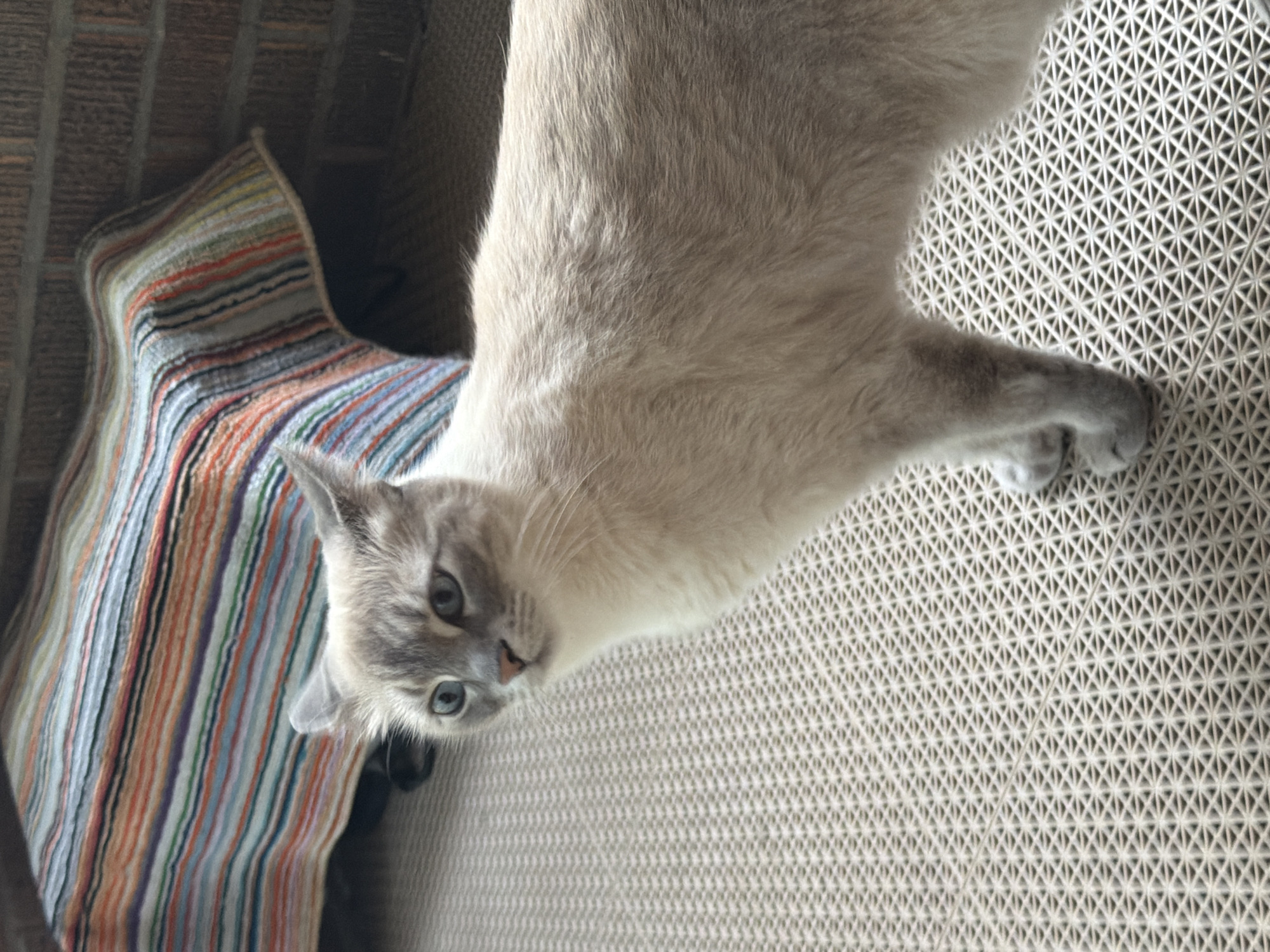 A light-colored, short-haired domestic cat is standing on a textured, beige mat. The cat has gray markings on its face, ears, and paws. Its eyes are blue. In the background, a striped blanket with various colors, including red, orange, green, blue, and white, is draped over a surface. A brick wall is visible behind the blanket. The scene is outdoors, possibly on a porch or patio. The location is the city of Pittsburgh, United States of America.
