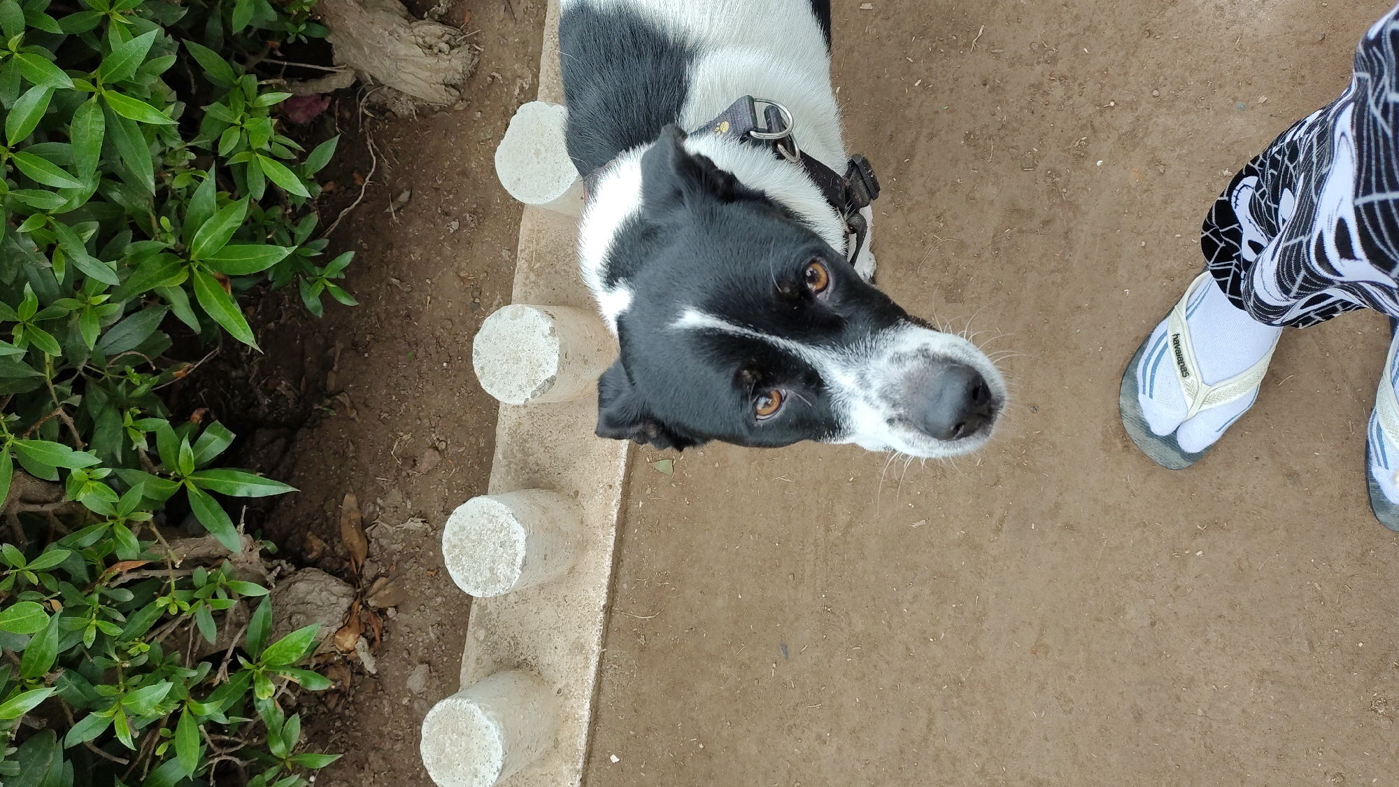 A black and white dog looks up at the camera from a dirt ground. The dog has a white stripe on its forehead and white markings on its muzzle. It wears a black collar with a silver buckle. In the background, a row of short, concrete pillars lines a raised concrete border. Behind the pillars are green bushes and some exposed tree roots and soil. In the foreground, a person's feet are visible, one wearing a white flip-flop with blue stripes and a white sock, and the other wearing patterned pants. The image appears to have been taken outdoors, possibly in Chorrillos, Peru, given the general environment.
