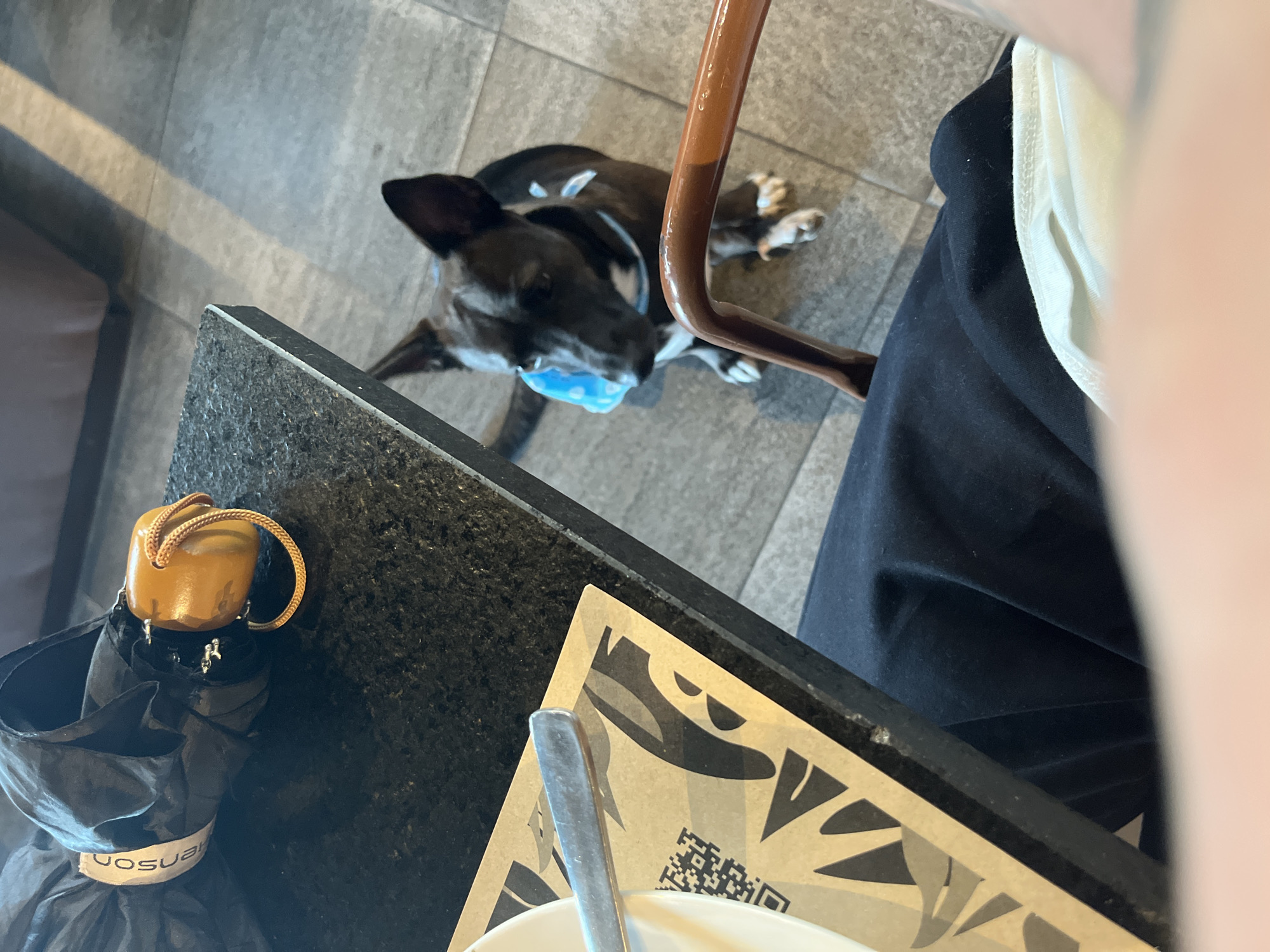 The image shows an indoor scene, likely a restaurant or cafe in Cordoba, Argentina. A black and white dog with a blue object (possibly a toy or a misplaced item) in its mouth is lying on the floor next to a table. The table has a dark, possibly granite or stone, surface. An umbrella is next to the table. A person is sitting at the table, wearing dark pants and a white top or garment. A placemat with a geometric pattern and QR code is on the table with a plate and silverware. A chair is also seen in the image.