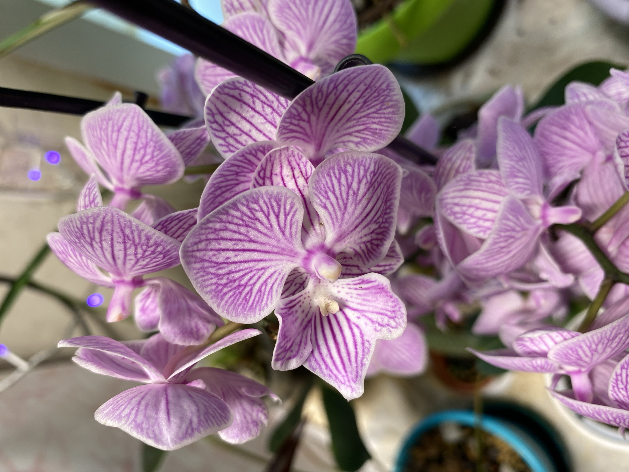 This is a close-up, overhead shot of a cluster of pink and white Phalaenopsis orchids. The flowers have delicate, intricate purple stripes running through their petals. Some petals are fully open, revealing the stamen in the center, while others are still partially closed. The background is blurred, but suggests an indoor setting with some greenery and a dark support structure for the plants. Two small, bright blue lights are visible in the upper left portion of the image, possibly part of decorative fairy lights. The lighting suggests it might be daytime, but the indoor setting makes it difficult to be certain about the weather. There is no visible text in the image. The overall impression is one of delicate natural beauty.