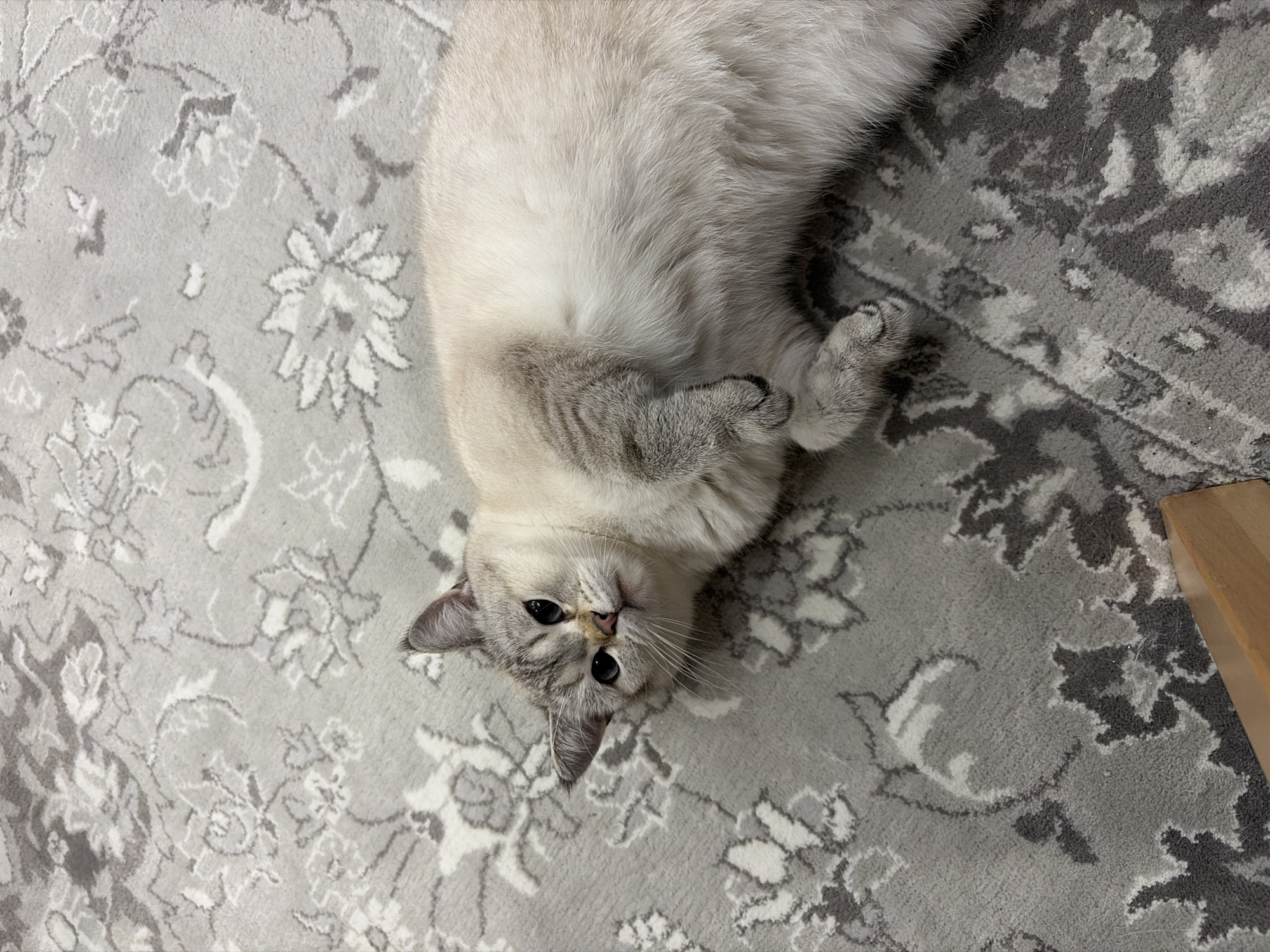 A light-colored cat is prominently featured, lying on its back on a patterned rug. The cat's fur is primarily creamy white on its body, transitioning to darker grey-brown on its ears, face, and paws, characteristic of a colorpoint breed. Its large, dark eyes are wide open, gazing directly towards the viewer, conveying a sense of curiosity and relaxation. Its front paws are gently curled near its chest.
The setting is indoors, indicated by the floor covering. The rug is adorned with an intricate floral or damask-like pattern in varying shades of grey and white, forming a soft backdrop for the feline subject. A small portion of a light-colored wooden object, possibly a furniture leg, is visible in the bottom right corner of the frame. The activity taking place is the cat resting or playfully posing, demonstrating comfort and a trusting demeanor by exposing its belly. The lighting is soft and even, suggesting an indoor environment without direct harsh sunlight, making the specific time of day indistinguishable. No visible text is present in the image. While the location context is Burgas, Bulgaria, there are no specific visual cues within the image to confirm this.
