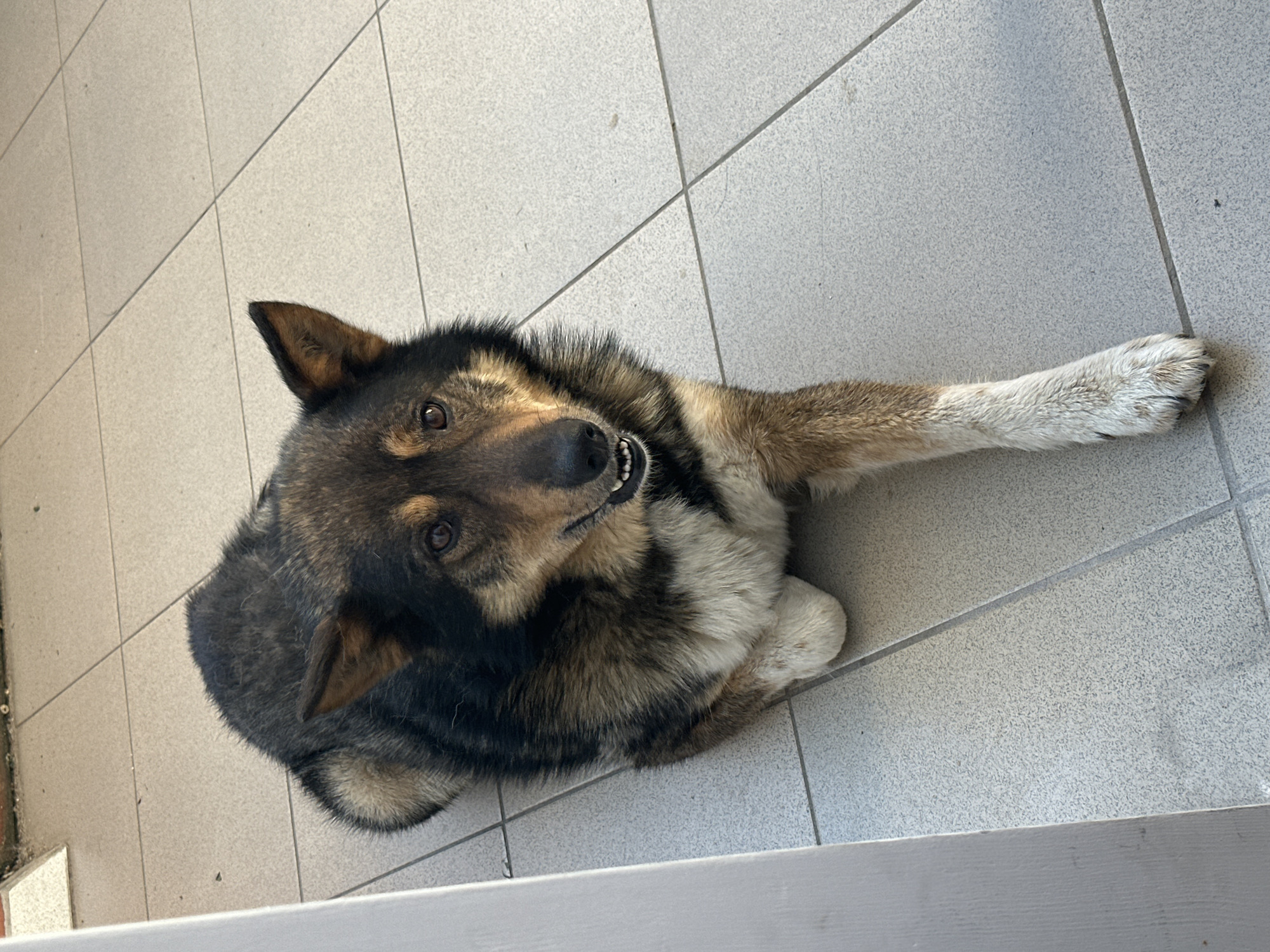 A medium-sized dog with brown and black fur is lying on a tiled floor, looking up at the camera with its mouth slightly open, revealing its teeth. The dog's head is tilted to the side, and one of its front legs is extended forward. The floor is made of light-colored square tiles with visible grout lines. The scene appears to be outdoors, possibly on a patio or balcony, given the lighting and the glimpse of what looks like a brick wall on the left edge of the frame. The lighting suggests it is daytime. The dog's expression could be interpreted as playful or curious. There is no visible text in the image.