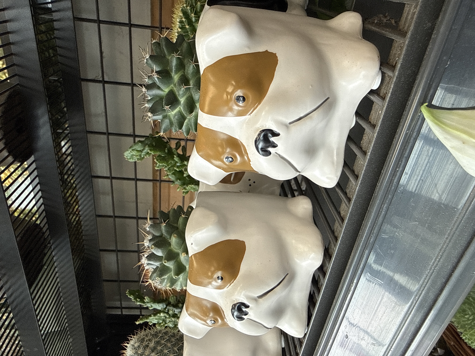 The image shows two bulldog-shaped planters, each containing a cactus. The planters are white with brown patches around the eyes and ears, and black noses and painted lines for mouths. The cacti are green with sharp spines. The planters are positioned on a black metal shelf, with other plants and objects visible in the background, including a fuzzy green plant at the bottom. The overall environment suggests a retail setting, possibly a garden center or nursery, with rows of shelving and various plant displays. The location is not discernible from the image content alone and requires external information to confirm Herzberg, Germany.