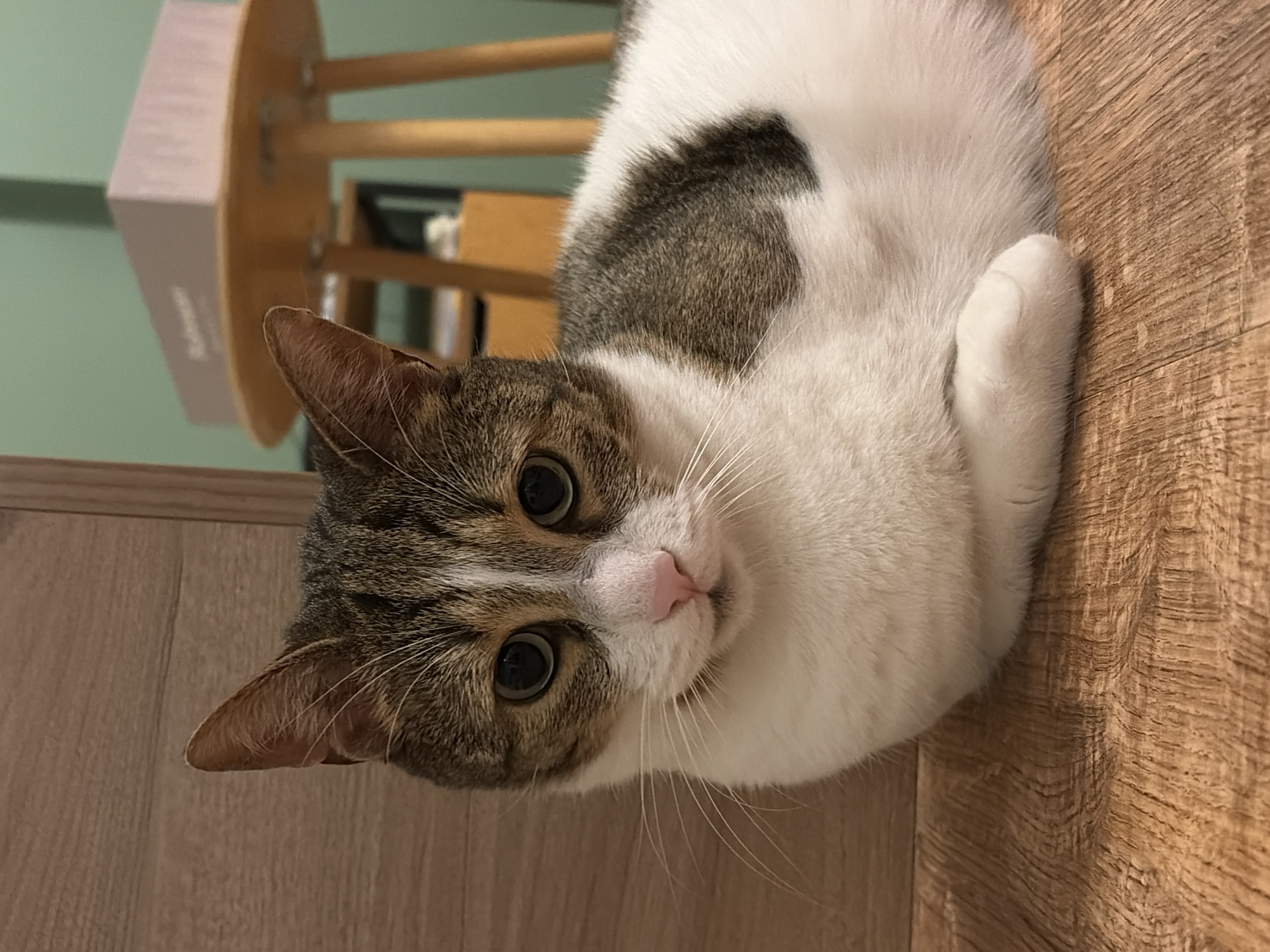 A medium shot of a tabby and white cat lying on a wooden floor in an indoor setting. The cat is facing forward, looking towards the camera with large green eyes. Its ears are perked up, and its nose is pink. The cat has a white chest and belly, with tabby markings on its head, back, and tail. The background is slightly blurred, showing a wooden wall to the left and a green wall with a round wooden table and a light pink box on top to the right. The floor is made of wooden planks with a visible wood grain.