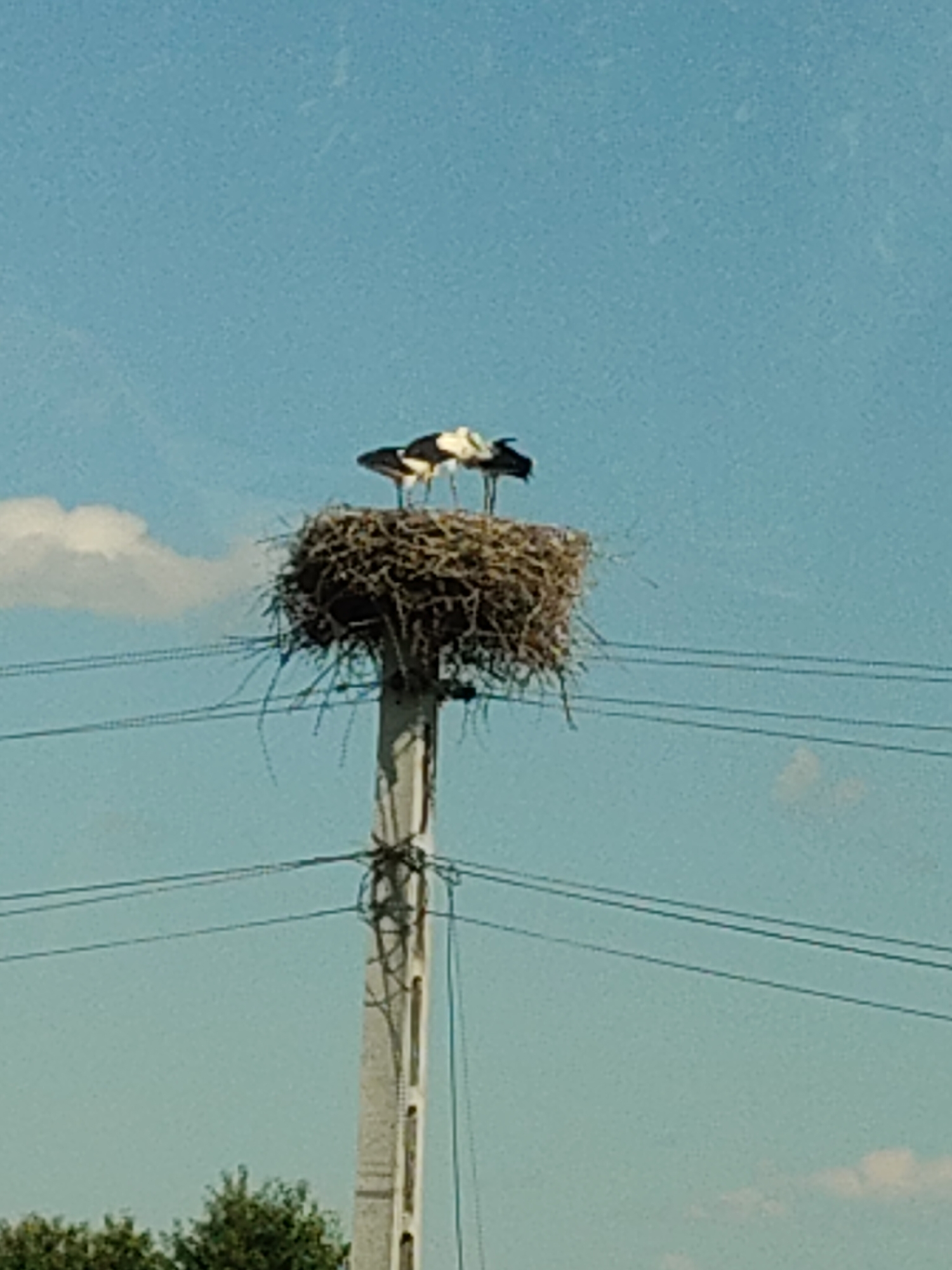 A concrete utility pole supports a large, twig-built nest containing three storks. The storks are predominantly white with black wing feathers, and they stand upright in the nest, appearing to be preening or resting. The pole is positioned on the outskirts of Vicovu de Sus, Romania, with a clear blue sky and scattered clouds in the background. Power lines are visible crisscrossing the frame, indicating the pole's function. Lush green trees are visible at the bottom of the image, framing the base of the pole.
