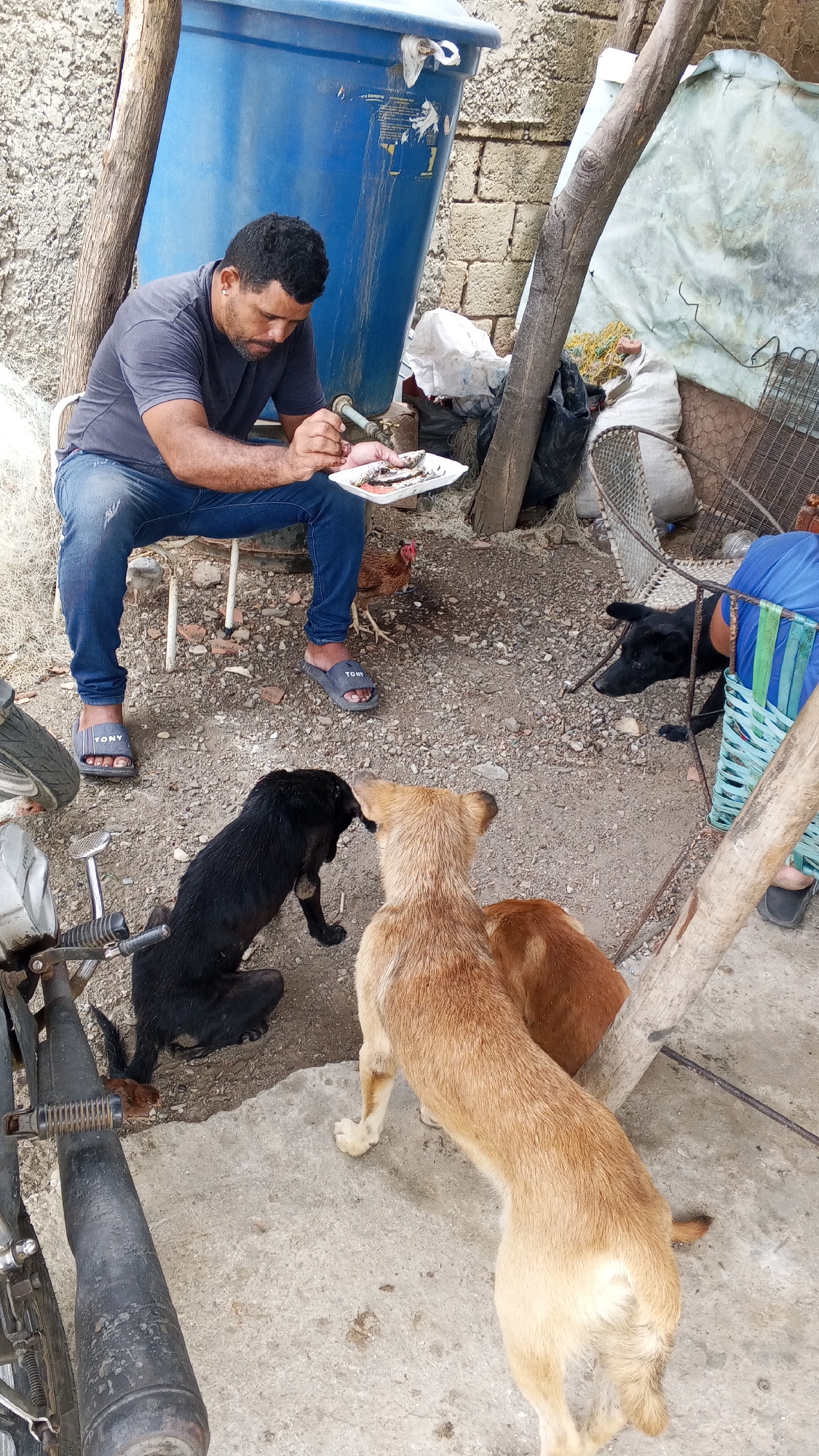 A man sits on a small white stool, intently cleaning or preparing several small fish on a white styrofoam tray held in his hands. He is wearing a grey t-shirt, blue jeans, and grey slides with the word "TONY" visible on both. He has dark hair and a beard.
Around him, several animals are gathered. Two light brown dogs and one black dog are on the dirt and gravel ground in front of him, looking up at the fish. One light brown dog is partially obscured by the other, and the black dog is looking directly at the man's hands. Further back, near the man's feet, a brown chicken is also present, observing the activity. Another black dog is visible lying down in the background to the right.
The setting appears to be an outdoor, informal area. Behind the man is a large blue plastic water barrel or tank, with a spigot at the bottom. To the right, a rough brick wall is visible. Various discarded items and clutter, including white bags, a light blue tarp, and a metal grid, are scattered around. Several rough wooden posts or beams are integrated into the structure. Part of a motorcycle, including its exhaust pipe and a wheel, is visible on the left side of the frame. The ground is unpaved, consisting of dirt and small stones. The lighting suggests it is daytime.