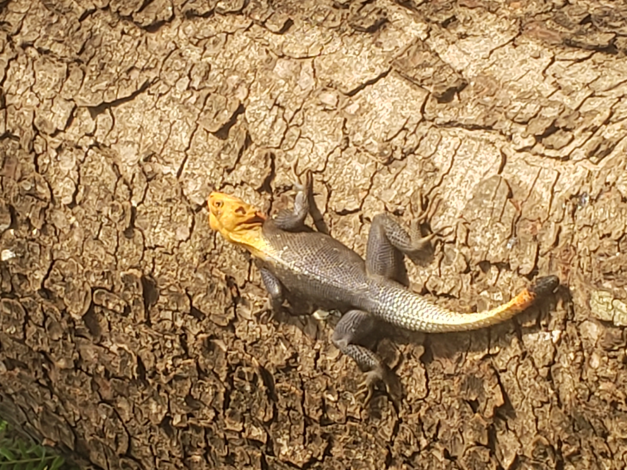 A male red-headed rock agama (Agama agama) perches on the bark of a tree trunk. The lizard displays a yellow head and upper neck, a gray body, and a tail that transitions from gray to yellow with an orange tip. The tree trunk exhibits a rough, cracked texture. The scene is in Adankolo, Nigeria.