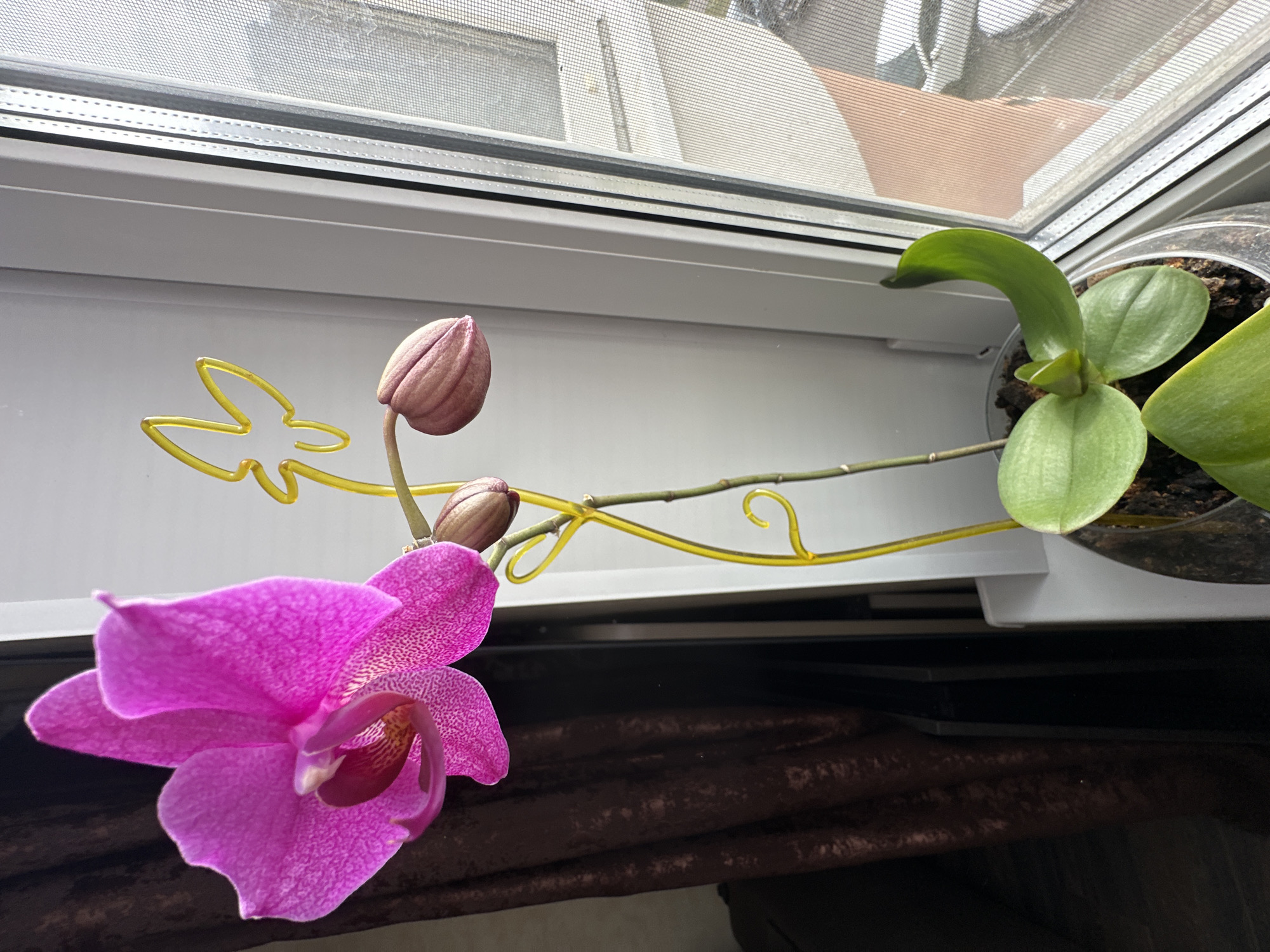 The image shows a close-up view of a pink orchid plant on a windowsill. The orchid has one fully bloomed flower, two buds, and several green leaves. A yellow decorative butterfly stake is inserted into the plant's pot. The pot is clear plastic and contains soil. The windowsill is white, and a window with a screen is visible to the right. Outside the window, a building with reddish-brown siding is partially visible. The background to the left is a dark brown curtain. The lighting suggests it is daytime. This scene is located in the city of Podolsk, Russia.
