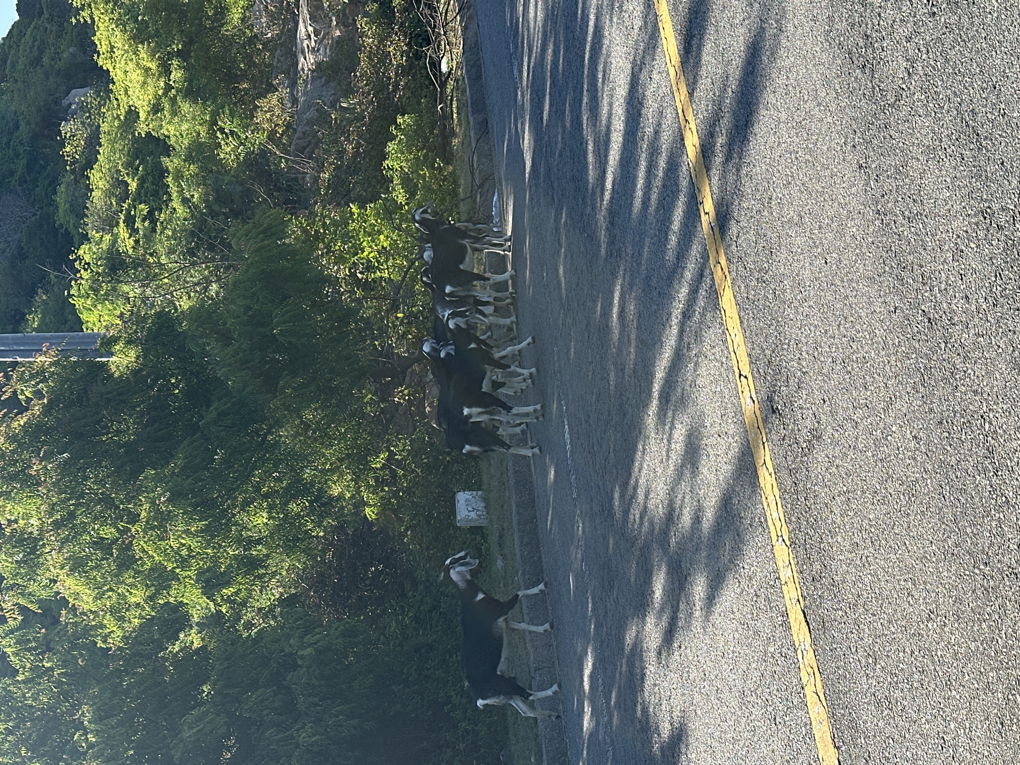 The image shows a group of goats on the side of a paved road in Vĩnh Hải, Vietnam. The goats are mostly black and white, with some appearing to be juveniles. They are gathered on the asphalt shoulder, with some standing close to a curb. In the background, there is a steep, tree-covered hillside. The road has a broken yellow line painted on it, and shadows from trees are cast across the asphalt. The lighting suggests it is daytime, with sunlight illuminating the scene from the right. There are no people visible in the image.