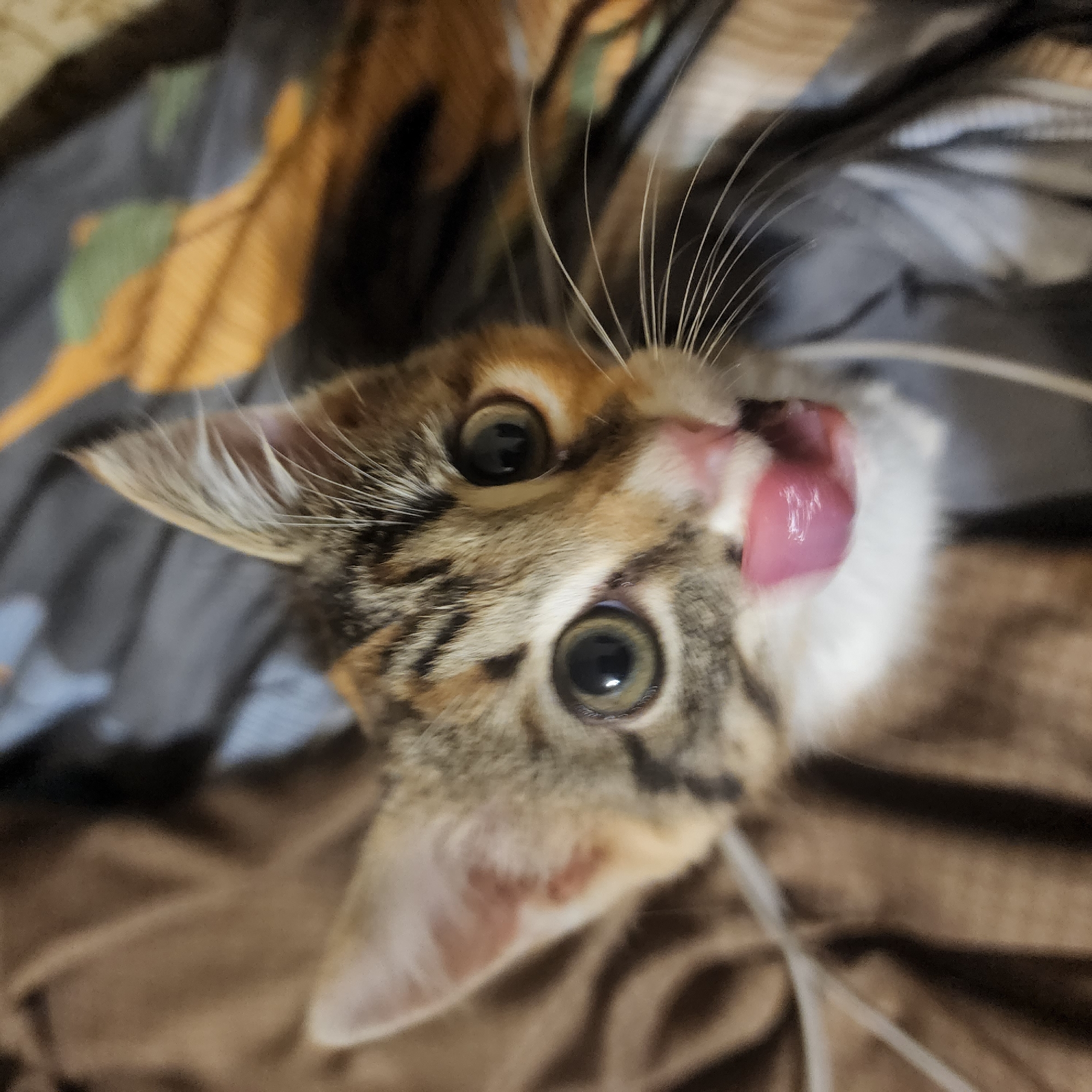 A close-up, high-angle shot captures a calico kitten licking its mouth while looking upwards, its large, round green eyes wide with a bright sheen. The kitten's fur is a mix of tabby brown and orange with white accents on its chest and face. Its pink tongue is extended, and whiskers are visible on either side of its muzzle. The background is soft and out of focus, appearing to be a bed or blanket with a camouflage-like pattern in shades of brown, gray, and orange. There are no discernible features indicating the location in Moscow, Russia.