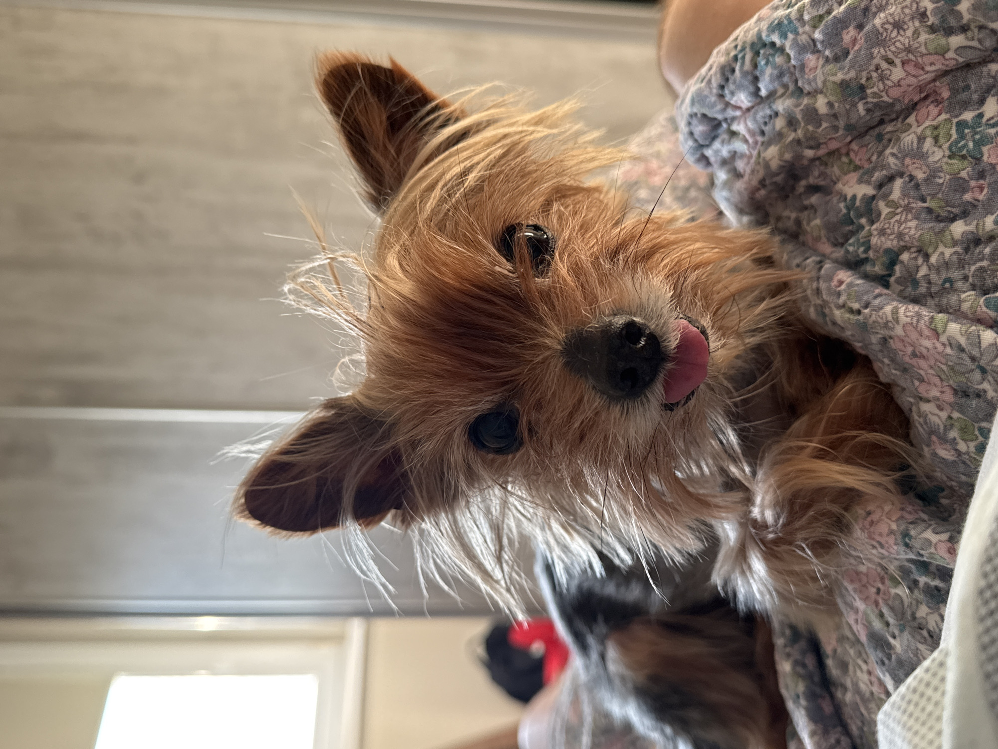 A close-up shot from a low angle shows a small, brown, long-haired dog with erect ears, being held in someone's arms, with a patterned, quilted blanket draped around it. The dog is looking down towards the camera, with its tongue slightly protruding. The background features a blurred light grey surface with a horizontal line. The scene does not appear to be located in the city of Burgas, Bulgaria. There is no evidence or information provided that places this image in that location.