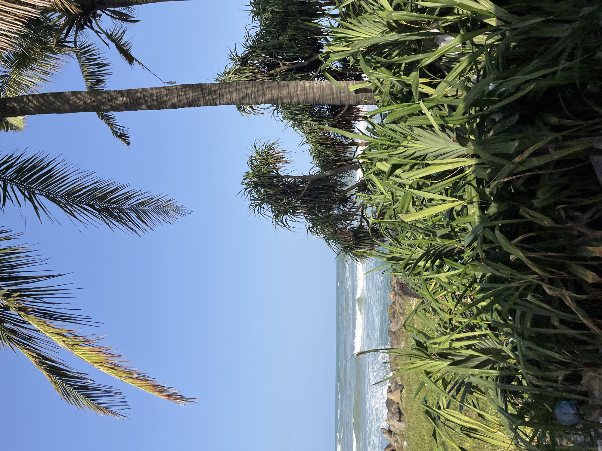 The image captures a serene beach scene in Moratuwa, Sri Lanka, with the gentle blue ocean meeting a rocky shoreline. Tall palm trees and lush green vegetation frame the view, with the ocean waves creating a soothing rhythm. The clear blue sky suggests a pleasant day. The foreground is dominated by dense green foliage, possibly screw pine plants, characteristic of tropical coastal areas. Beyond the greenery, the ocean stretches towards the horizon, with visible waves breaking on the shore. Scattered rocks are visible along the waterline, adding a natural texture to the beach. The overall atmosphere is tranquil and idyllic, showcasing the natural beauty of Moratuwa's coastline.