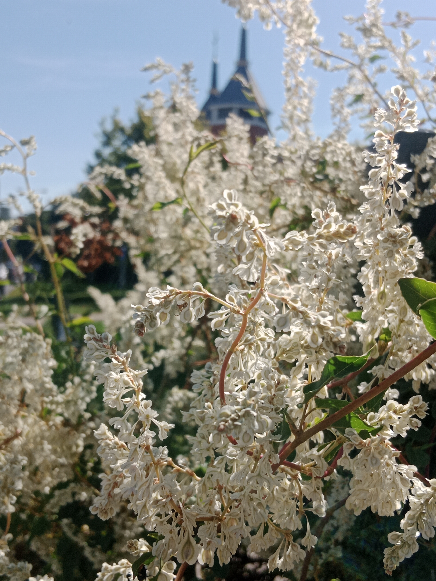 The image shows a close-up of white flowers with a blurred background. In the distance, a building with a pointed roof is visible, along with some trees. The sky is clear and blue. There are no people or obvious actions depicted in the image. The scene appears to be outdoors, possibly in a park or garden setting. The building in the background has architectural features that could be found in an urban environment. The flowers are delicate and appear to be in bloom. There is no indication of the specific location within Bydgoszcz, Poland.