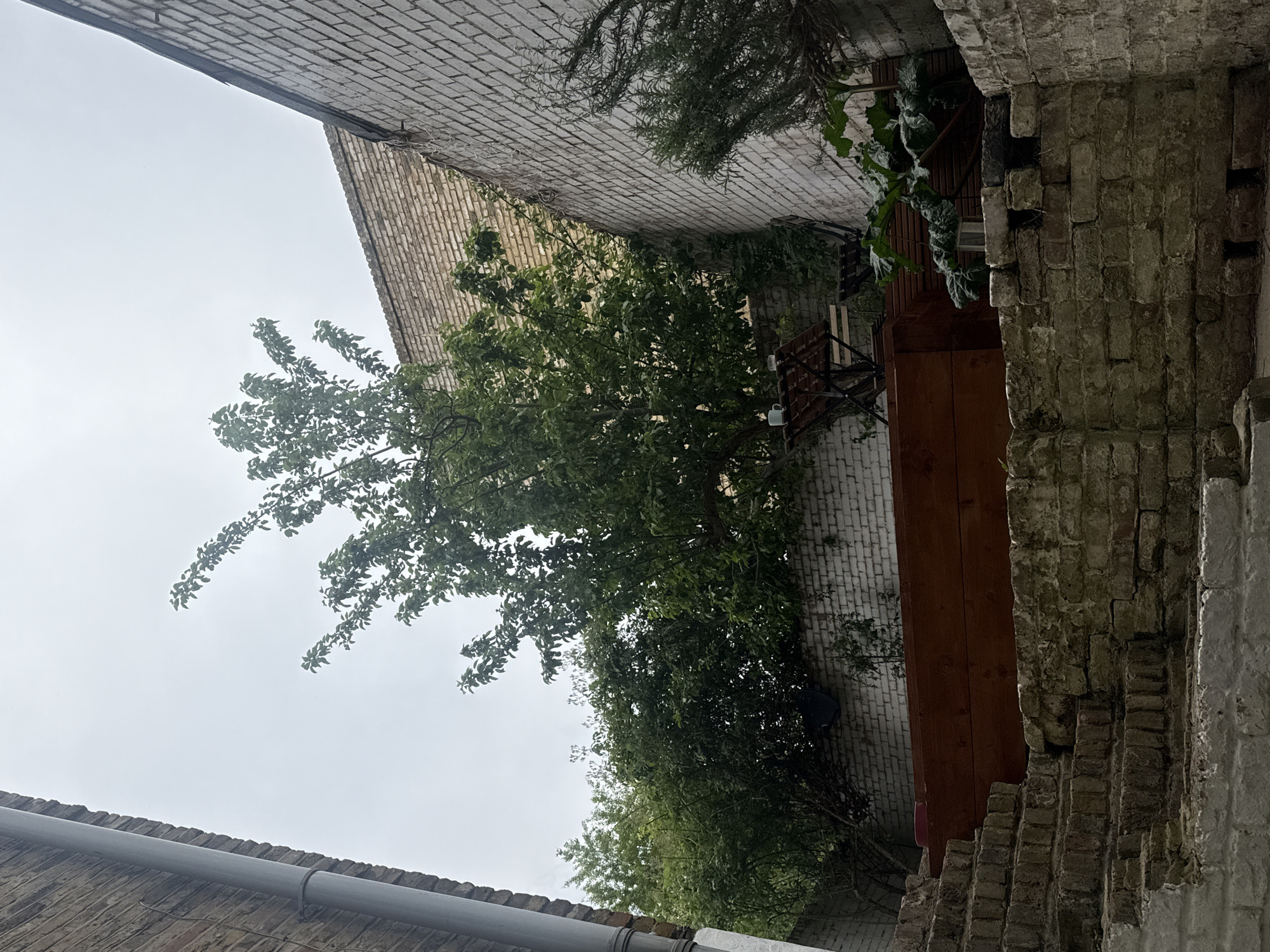 The image is an upward view from a narrow urban space, likely an alley or courtyard. The perspective is vertically oriented. The visible architecture includes brick walls, some sections aged and deteriorated. The left side shows a grey rain gutter. A significant tree occupies the center, its branches extending across the frame. Other smaller plants and foliage are interspersed along the walls. A section of wooden fencing or siding is present on the right side. The sky is overcast and a grey tone.