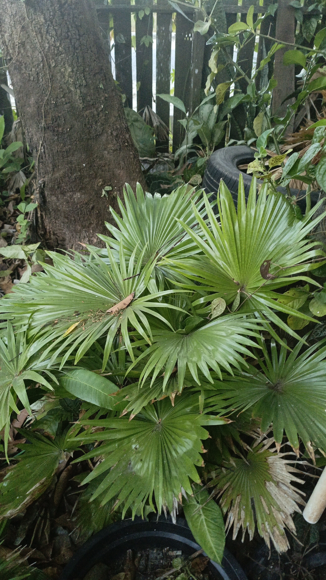 The image depicts a dense cluster of palm fronds in an outdoor setting. The fronds are a vibrant green, with some showing signs of drying or browning at the tips. They fan out in a radial pattern, characteristic of palm leaves. In the background, a rough-barked tree trunk is visible to the left, and a wooden fence runs vertically behind the plants. A discarded tire is partially visible on the right, amidst other foliage. The ground is covered in dry leaves and soil. There are no people or visible actions in the scene. The overall impression is one of a somewhat overgrown and naturalized garden or yard area. The specific location of Gusunge, Indonesia, is not directly discernible from the visual elements within the image itself.