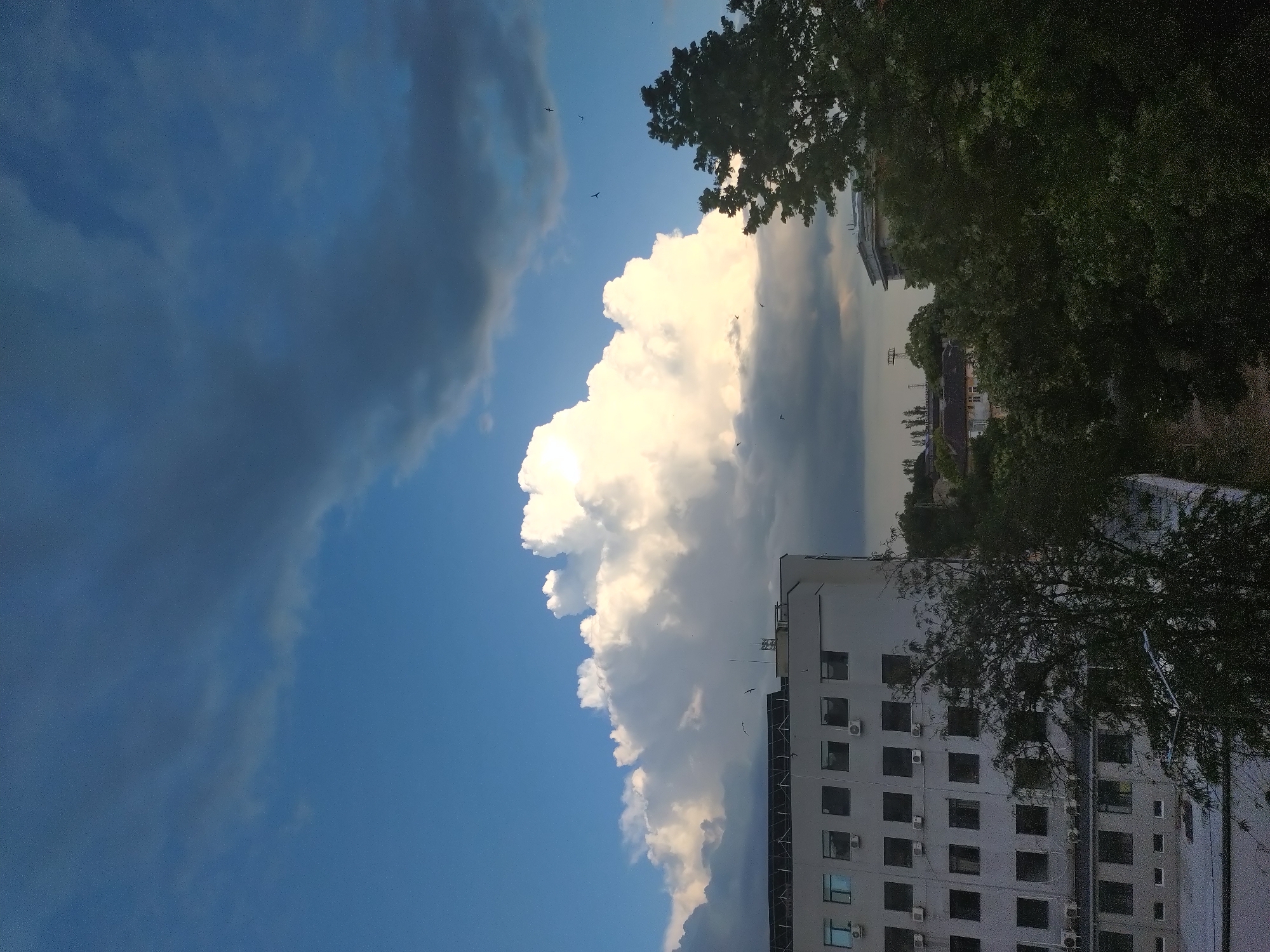 The image captures an urban scene in Stara Zagora, Bulgaria, viewed from an elevated vantage point. The sky occupies the majority of the frame, presenting a complex cloudscape. The upper-left quadrant features a clear, deep blue sky, which transitions into areas of darker grey, overcast clouds that extend across the top-right quadrant. A large, brightly illuminated white cumulus cloud dominates the central portion of the sky, exhibiting distinct light and shadow details. Scattered across the sky, particularly against the clearer and brighter cloud areas, are multiple small, dark avian silhouettes, consistent with birds in flight.
In the lower-left, a multi-story, light-colored building is visible. It features numerous rectangular windows, with many incorporating external air conditioning units positioned below them. The roof of this building, on its left side, shows a dark array of panels, possibly solar installations or similar equipment. Another section of a light-colored building is partially visible through dense foliage on the lower-right side. The lower and mid-ground are heavily populated by dark green, leafy trees, obscuring the view of the ground beneath them for the most part. A narrow strip of exposed earth or path is faintly discernible between the trees and the main building in the lower-center. No human figures are present. The lighting conditions suggest late afternoon or early evening.