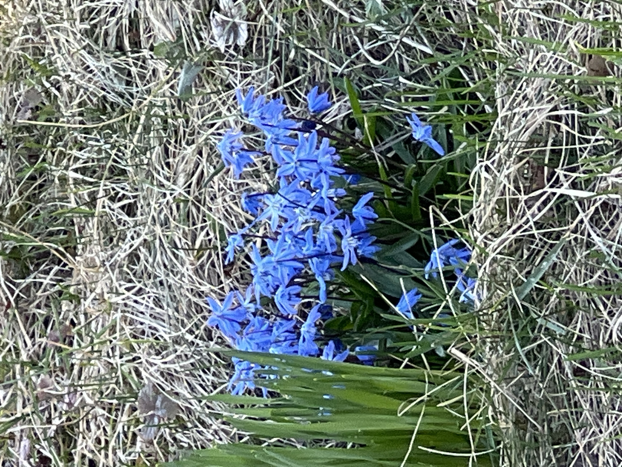 The image displays a cluster of vibrant blue flowers, likely scilla or Siberian squill, emerging amidst a mix of dry, pale grass and fresh green leaves. The flowers are small, star-shaped, and densely packed, creating a vivid pop of color in the center-right of the frame. Surrounding them is a backdrop dominated by a network of tangled, light-colored, seemingly dry grass stalks, with some patches of darker green foliage, indicating new growth. No specific activity or event is depicted, but the scene suggests the early stages of spring as nature begins to revive. The lighting indicates daylight conditions. No text is visible in the image. This natural setting is located in Chaikovsky, Russia, which aligns with the typical bloom time and habitat for such early spring flowers.