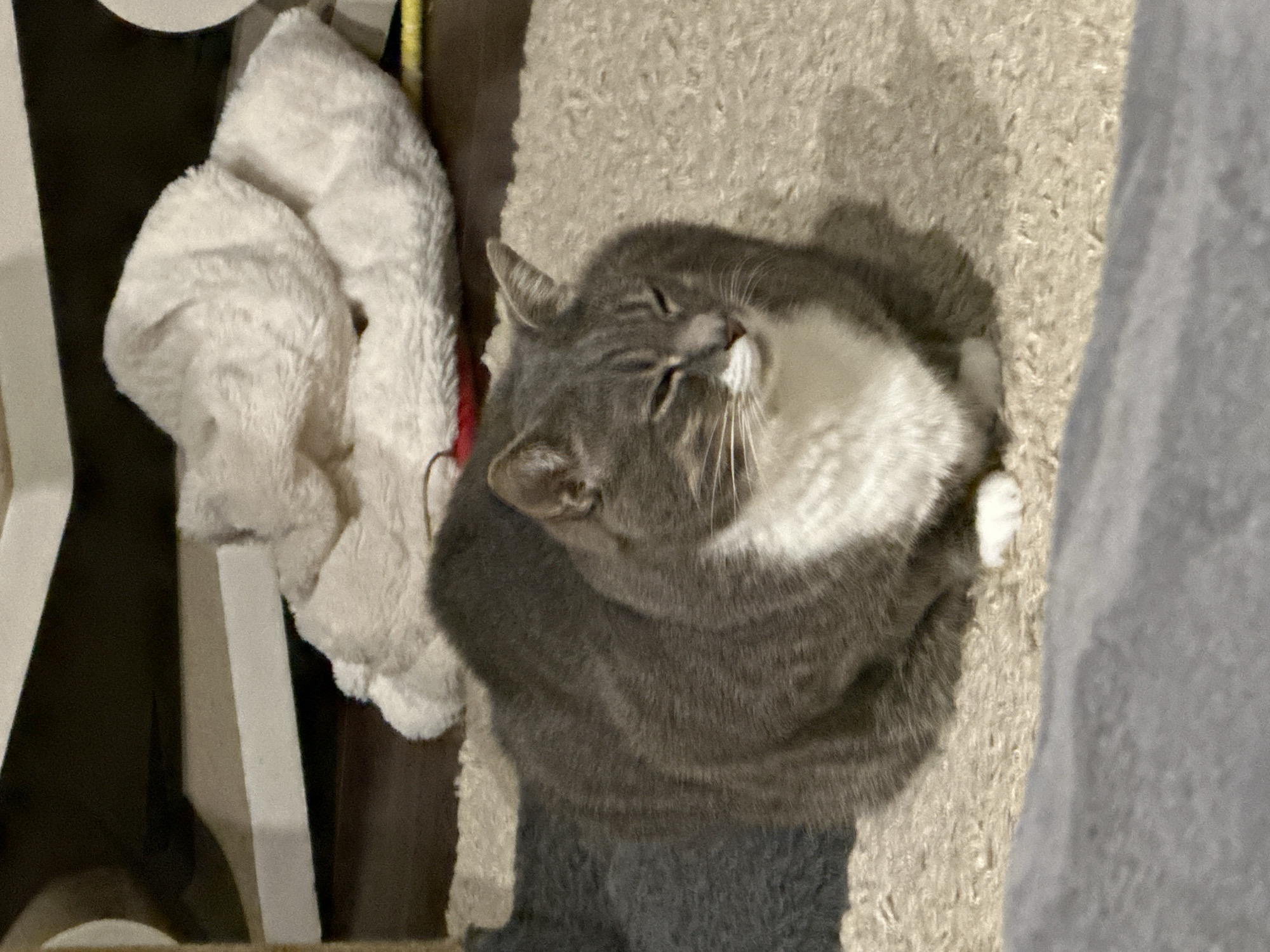 A medium shot photograph captures a domestic cat resting on a beige, shaggy rug. The cat is predominantly grey with white markings on its chest and paws, and it is positioned in the center of the frame, facing right. Its eyes are partially closed, suggesting a state of relaxation or sleep. Behind the cat, to the left, a dark grey object, possibly another cat or furniture, is partially visible. In the background, a fluffy white blanket is draped over a dark surface, and a white shelf or furniture piece is also discernible. The lighting is dim, creating shadows in the background. The overall scene appears to be an indoor domestic setting.