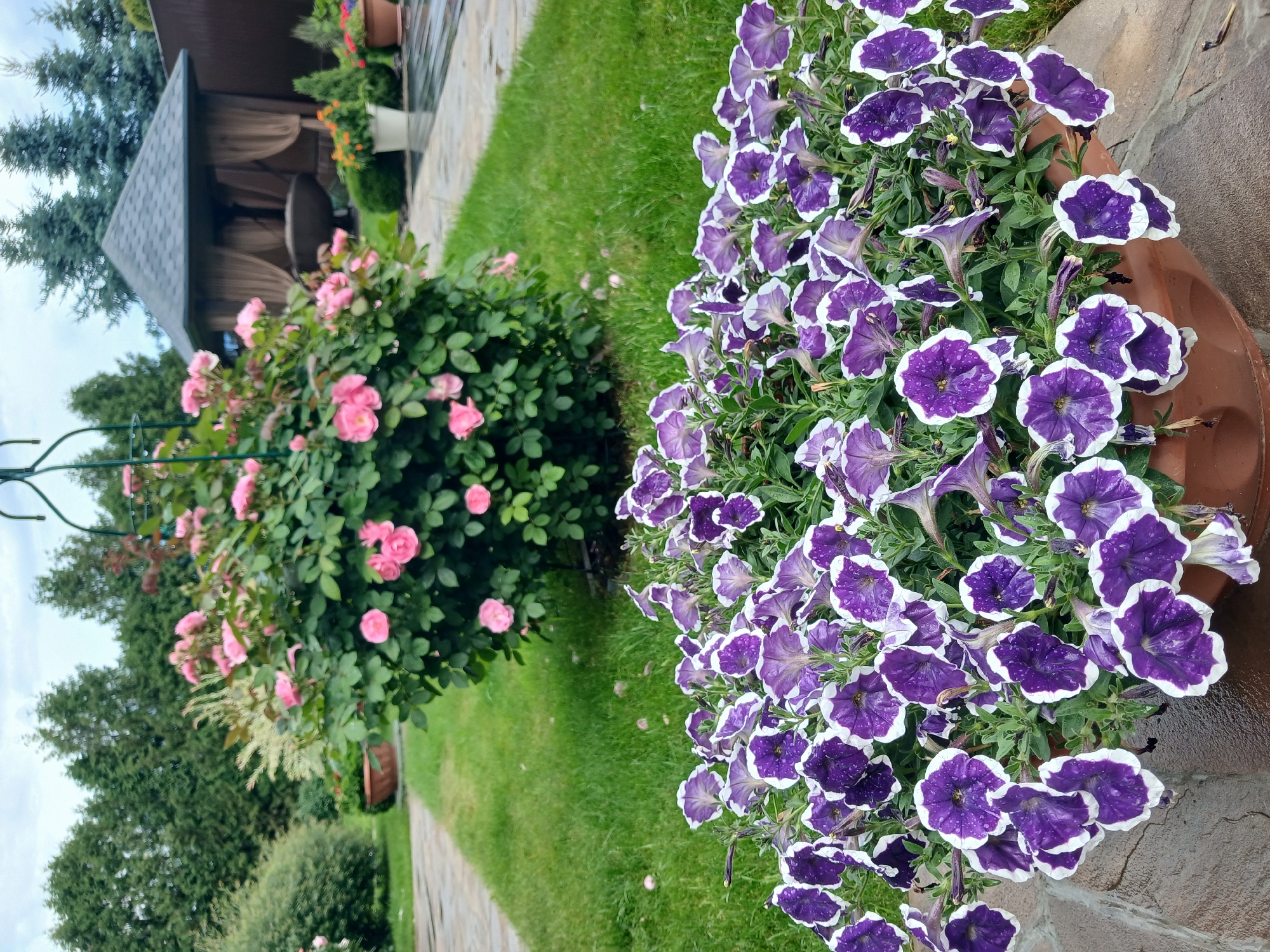 This is a vertical, medium shot of a garden scene at Aksin'ino, Russia. The focus is on two large potted plants: one overflowing with vibrant purple and white petunias, and another bushy rose plant with numerous delicate pink blossoms. A stone pathway winds through a well-maintained green lawn, leading towards a rustic wooden gazebo in the background. The gazebo has a dark, sloped roof and is partially enclosed with sheer, beige curtains. Evergreen trees and other greenery surround the area, creating a lush and natural setting. The flowers appear dewy, suggesting recent rain or watering. The lighting is soft, indicating it might be overcast or late afternoon. No people are visible, and no text is present in the image. The overall impression is one of tranquility and natural beauty, characteristic of a serene garden.