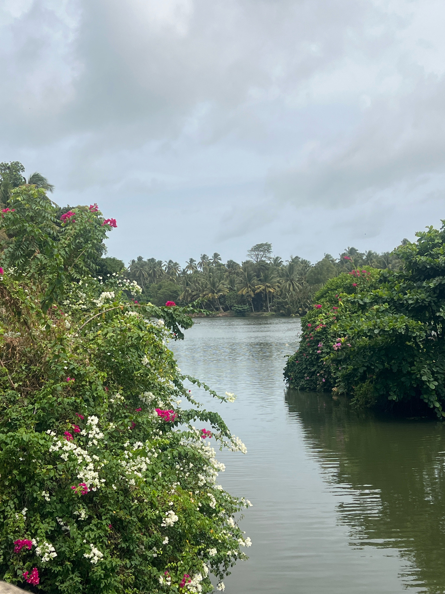 A medium shot captures a tranquil river scene in Kochchikade, Sri Lanka, with lush greenery and a cloudy sky. In the foreground, dense bushes of bougainvillea, laden with vibrant white and pink flowers, dominate the left side of the frame. To the right, another cluster of dense green foliage, also adorned with pink flowers, juts into the river. The calm river surface, reflecting the overcast sky and surrounding vegetation, occupies the middle and right portions of the image. The background reveals a dense line of palm trees, characteristic of the Sri Lankan landscape, stretching across the horizon under a muted, cloudy sky. The scene is serene and untouched by human activity.