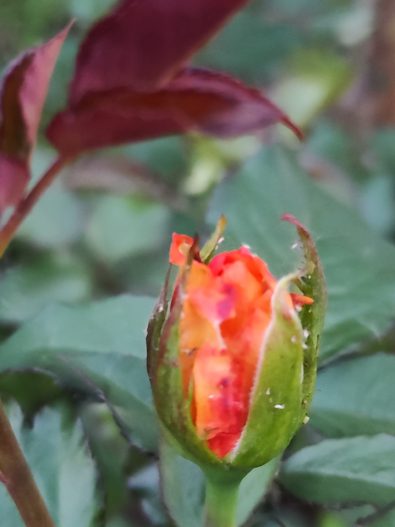 An outdoor close-up shot captured in Chaikovsky, Russia, features a rosebud in the early stages of blooming, positioned centrally in the frame. The rosebud displays vibrant orange and red petals, partially exposed from within its protective green sepals. The sepals exhibit visible signs of insect presence, being covered with numerous small, white, aphid-like specks, particularly along their edges and surface. A thin, dark insect is also present on one of the sepals. The stem supporting the bud is green. The background is softly blurred, consisting primarily of green foliage, with hints of reddish-purple leaves visible in the upper left quadrant.