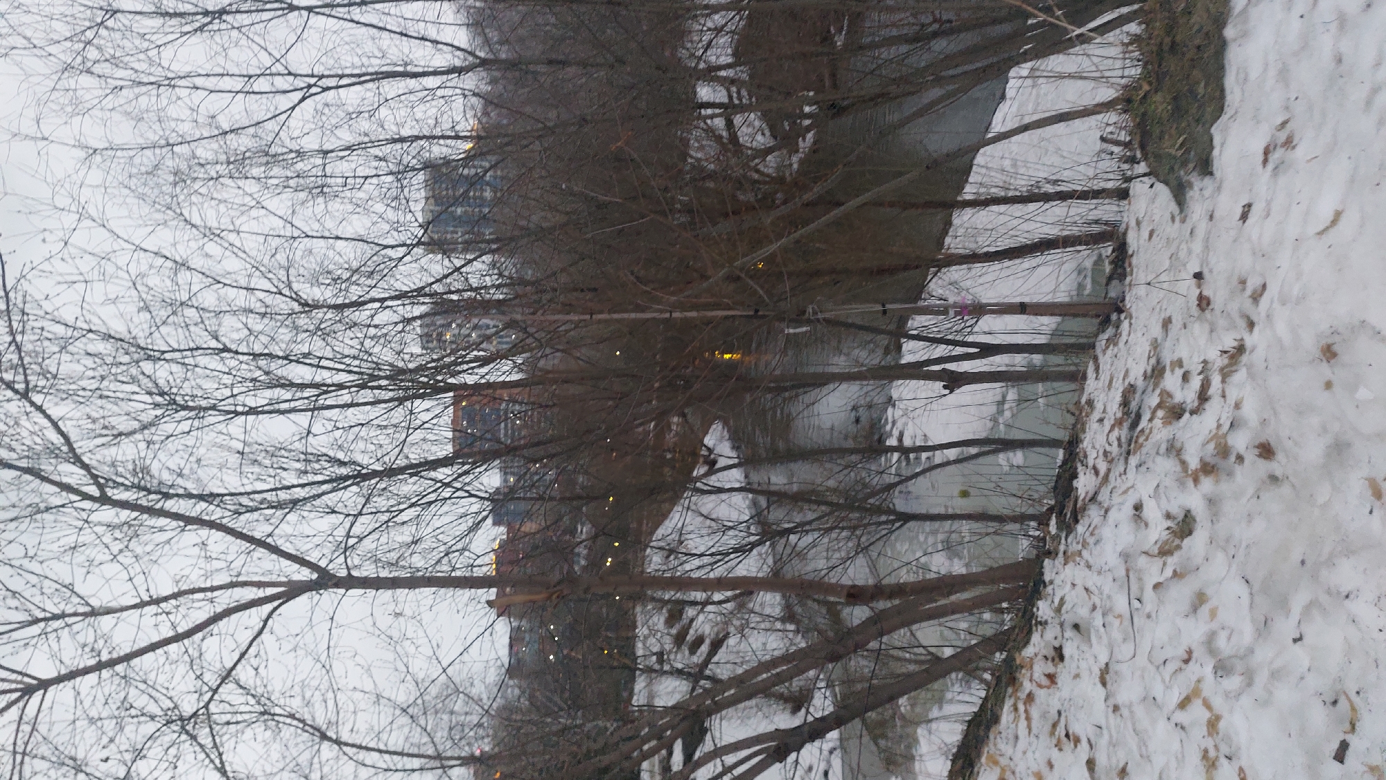 The image shows a winter scene in Novosibirsk, Russia, with bare trees in the foreground. A body of water, possibly a river or canal, reflects the city skyline in the background. The ground is covered in snow, with scattered leaves. The lighting suggests it is dusk or dawn. The trees appear to be planted along the water's edge. The buildings in the background are illuminated, hinting at urban development. There are no people visible in the image.