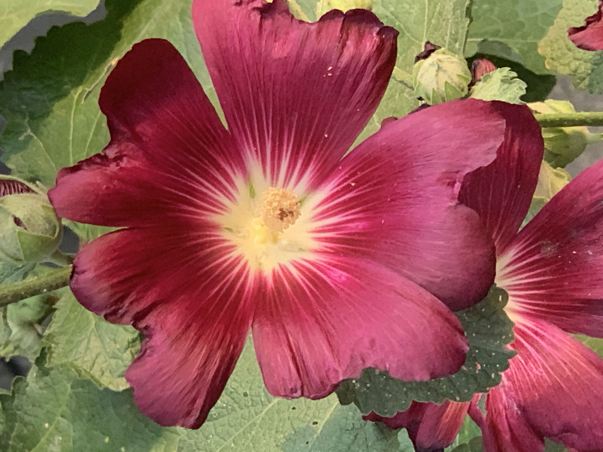 This media file is a close-up photograph of several deep pink hollyhock flowers in bloom, with one large flower dominating the foreground. The flower has ruffled petals with prominent veins radiating from a yellow center. Its petals are a rich, deep pink color, transitioning to a lighter pink and white near the center. The center of the flower contains yellow stamens. Partially visible to the right and behind the main flower is another hollyhock bloom, also in deep pink. In the background, green leaves and a few light green, unopened hollyhock buds are visible. The leaves are large with a slightly rough texture, and some appear to have small white speckles. The lighting suggests it could be daytime, possibly in the late morning or afternoon, with natural light illuminating the flowers. There is no visible text in the image. The setting appears to be a garden or outdoor environment where hollyhocks are growing.