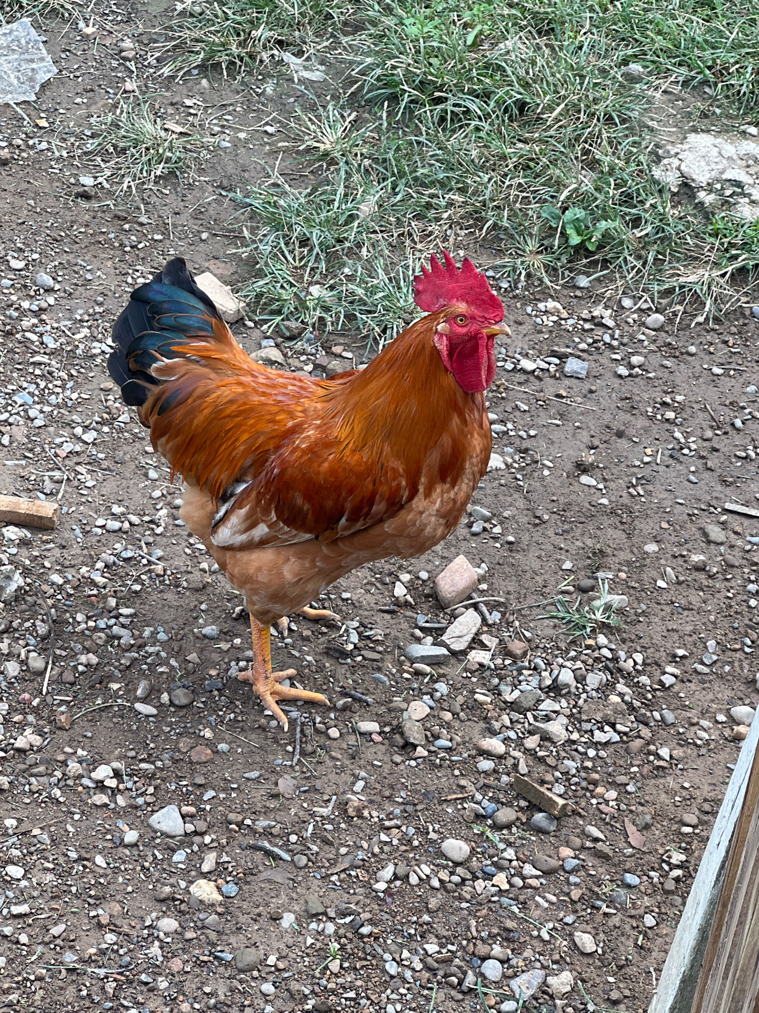 A rooster stands on gravelly ground. The rooster has a red comb, red wattles, and predominantly orange and brown feathers. Its tail feathers are dark blue and black. The ground is covered with small stones, dirt, and sparse blades of green grass. In the background, more grass and dirt are visible. A wooden fence post is partially visible on the right edge of the image. The scene appears to be an outdoor enclosure or yard.