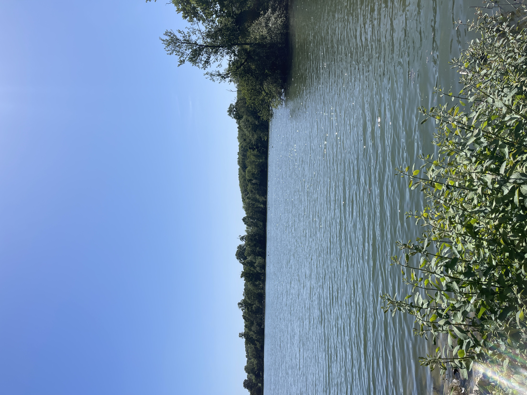 The image shows a body of water, possibly a lake or a wide river, with trees lining the opposite bank. The sky is clear blue. A green bush grows on the right bank, closer to the viewer. The location is likely near Ashford, United Kingdom, but no specific landmarks are visible in the image to confirm the exact location within the city. There are no people visible in the image. The water surface shows ripples and reflections of sunlight.
