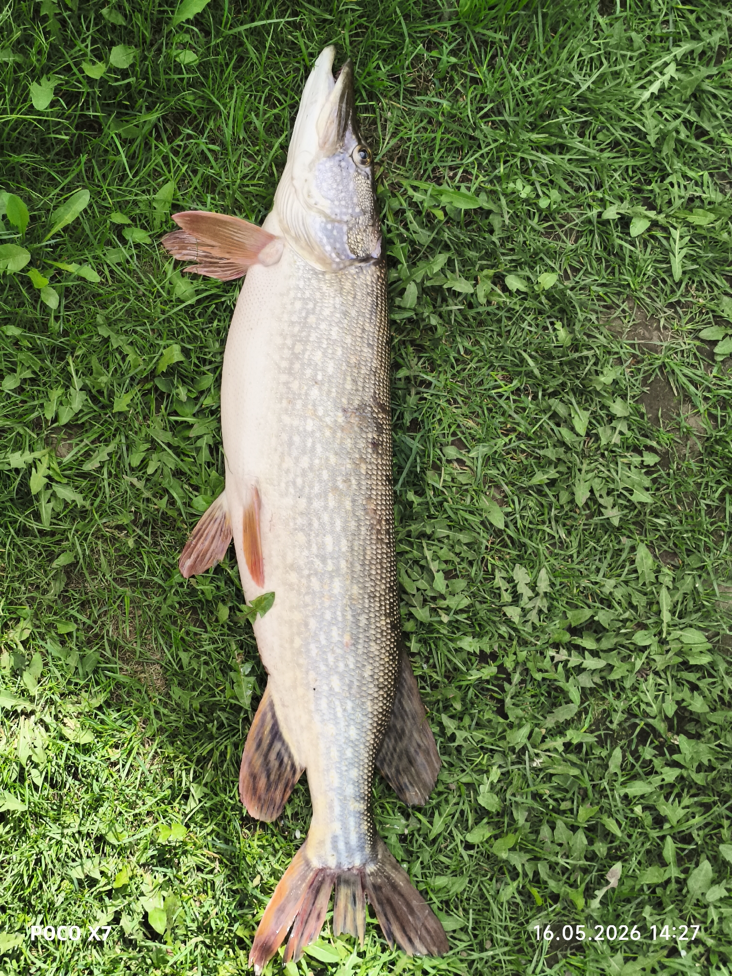 A northern pike fish lies on grass. The date "16.05.2026 14:27" is visible at the bottom right. A "POCO X7" watermark is at the bottom left. No people are visible. The location is not discernible as Chaikovsky, Russia.