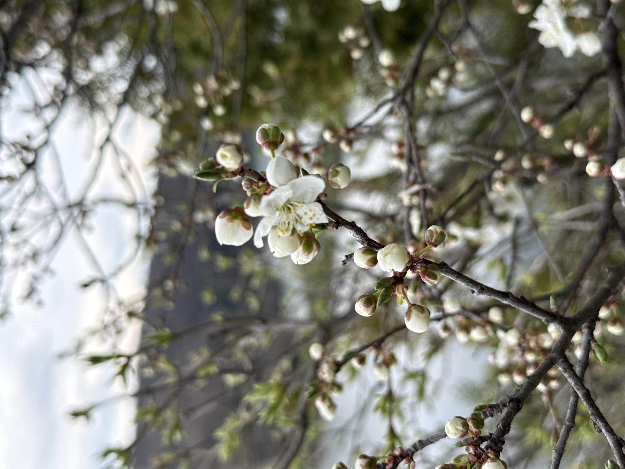 A close-up, vertical photograph depicts a section of a deciduous tree branch adorned with white blossoms and buds, observed in the city of Pleven, Bulgaria. The primary subject is an in-focus branch extending diagonally, primarily from the lower-left towards the center and upper-right. It features several tightly closed, off-white spherical buds, some exhibiting a slight pinkish blush, and multiple nascent green leaves. One fully opened blossom is prominently visible near the center, displaying five white petals and a central cluster of yellow-tipped anthers. The background is significantly blurred, revealing additional out-of-focus branches with similar floral elements. Beyond these, an indistinct body of water is discernible, followed by dark, muted landforms, likely hills or mountains, beneath an overcast sky. No individuals, animals, or artificial structures are present in the frame. The lighting suggests an overcast day.