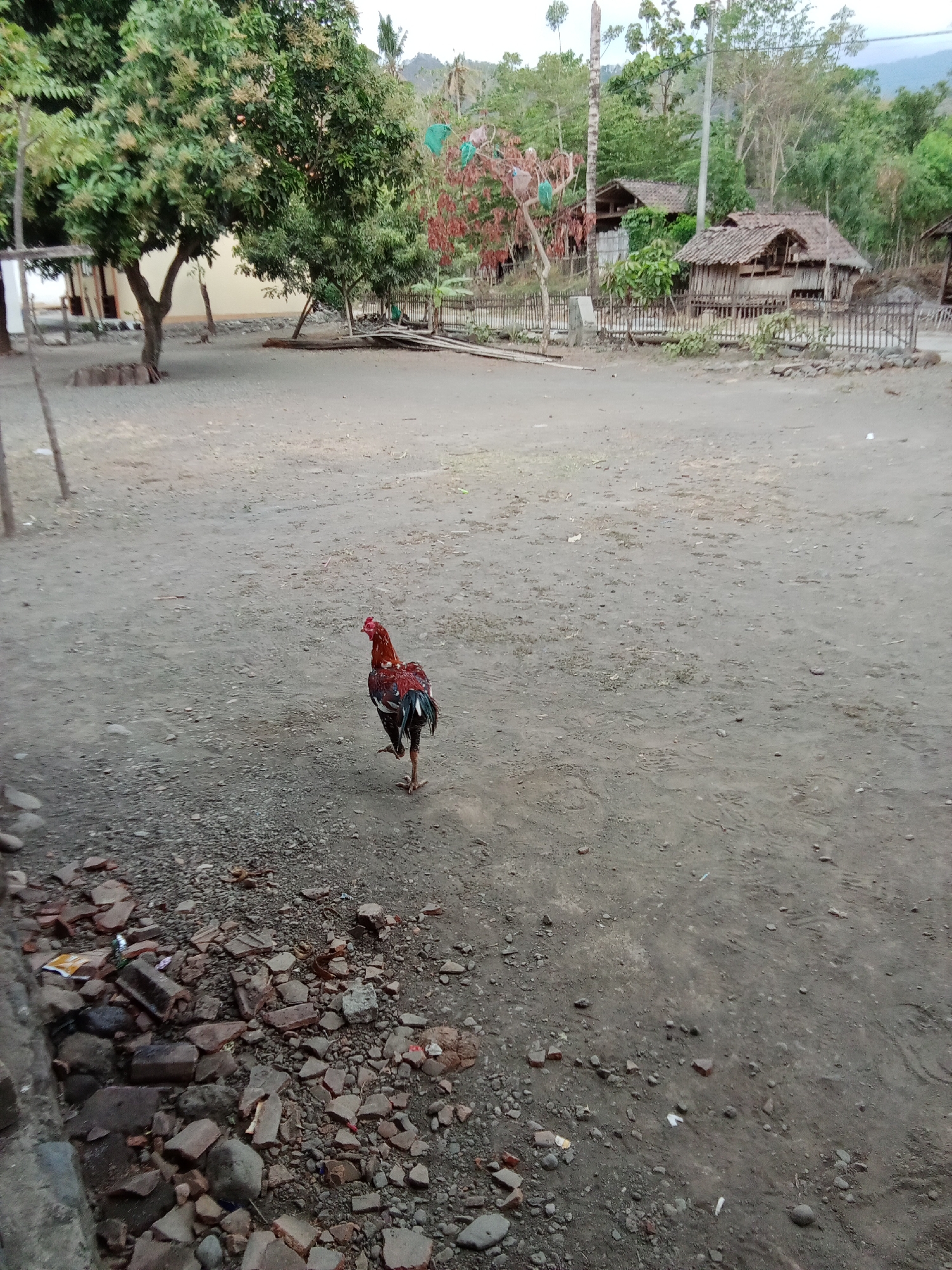 In the city of Selowogo, Indonesia, a rooster with iridescent red and green plumage walks across a dusty, unpaved yard. The yard is littered with small rocks and fragments of red brick, particularly in the lower left corner. In the background, a rustic wooden fence encloses several traditional Indonesian houses with thatched roofs, surrounded by lush green trees and vegetation. A larger, lighter-colored building with a white facade is visible to the left of the houses. The overall scene depicts a rural residential area in Indonesia.