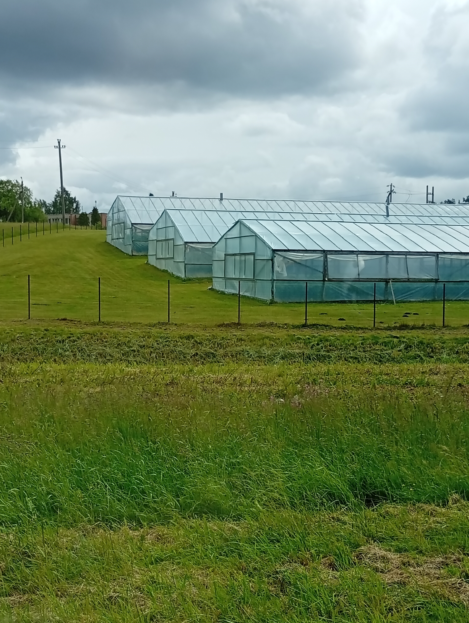 The image depicts a row of several large, transparent greenhouses situated on a grassy hillside in Šaukėnai, Lithuania. The greenhouses, constructed with a light-colored, translucent material, are arranged in a line and appear to be of significant length. The surrounding environment is predominantly green, with well-maintained grass covering the ground. A simple wire fence with occasional posts runs across the foreground, separating the viewer's perspective from the greenhouses. In the background, trees and some low buildings are visible, suggesting a semi-rural or agricultural setting. The sky is overcast with heavy clouds, casting a diffused light on the scene. There are no people or animals visible in the image. The overall impression is one of an agricultural facility or research station.