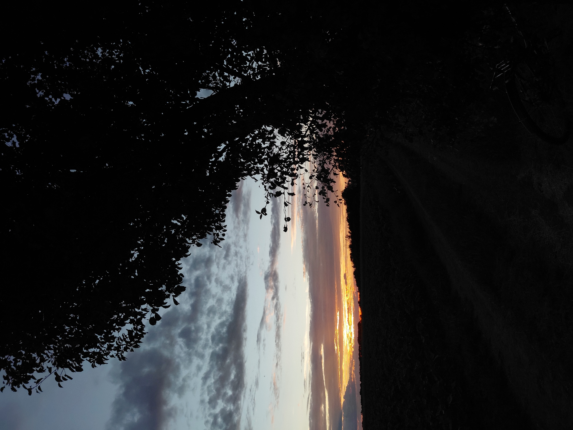The image captures a silhouetted scene at sunset. In the foreground, the dark foliage of a tree partially frames the view, with its leaves casting shadows. Two small, dark objects hang from a thin branch in the center of the frame.
The background reveals a dramatic sky filled with a variety of clouds. The horizon is marked by a strip of dark land, likely trees or hills, silhouetted against the vibrant sunset. The sky itself is a canvas of colors, transitioning from a soft blue and gray on the left, where clouds are more prominent, to warm oranges, yellows, and pinks on the right, illuminated by the setting sun. The light from the sunset breaks through the clouds, creating streaks of brilliance. To the far right, a portion of a bicycle is visible, also in silhouette, suggesting a rural or outdoor setting.
The time of day is clearly sunset, given the colors in the sky and the low light conditions. The weather appears partly cloudy. The overall mood is serene and picturesque, with the natural beauty of the sunset taking center stage. There is no visible text in the image.