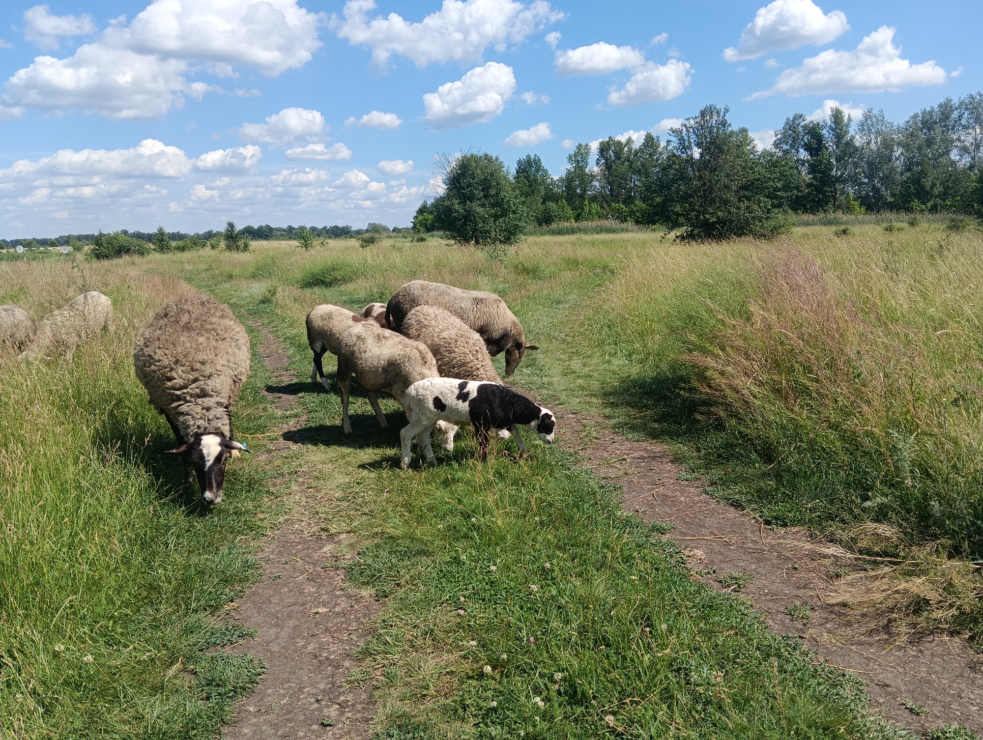 A flock of sheep grazes on a dirt path in a grassy field under a partly cloudy blue sky. A few trees line the horizon. The sheep are of various sizes, with one notable black and white lamb standing out among the more uniformly colored adults. The landscape appears rural, with tall grass and wildflowers. The scene is captured from a slightly elevated, outdoor perspective on a sunny day.