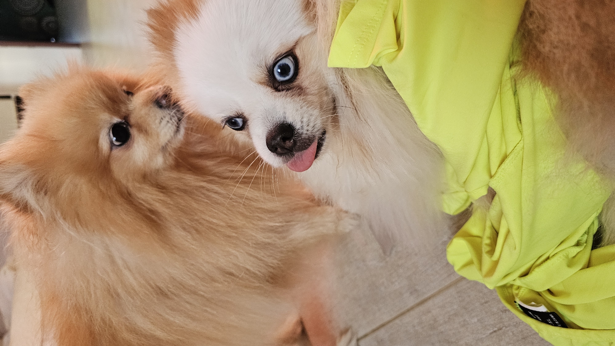 This is a close-up, eye-level shot of two Pomeranian dogs indoors. The dog in the foreground has white and brown fur, striking blue eyes, and its pink tongue is sticking out. It is lying down, partly obscured by a bright yellow garment. The second dog, with orange-brown fur, is behind and to the left of the first dog, also appearing to be lying down, with its head turned towards the foreground dog. The background is blurred, showing a floor that appears to be made of wood planks. The image does not depict the city of Baan Chaweng, Thailand; it is an indoor setting.
