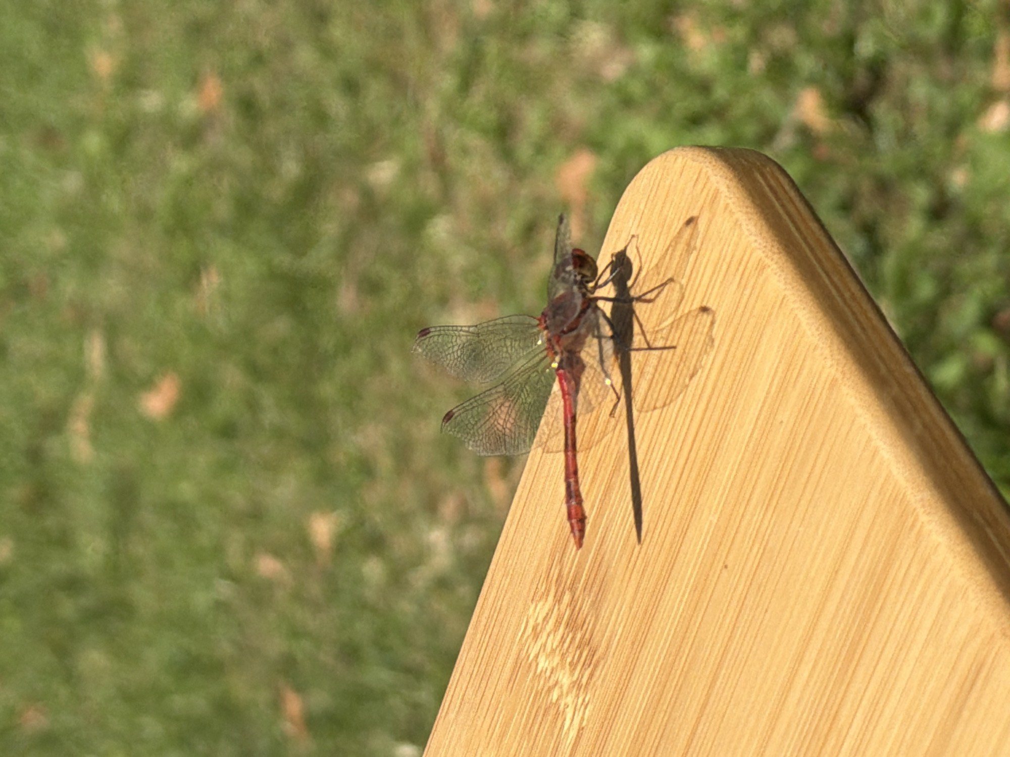 A red dragonfly rests on a light brown wooden surface, with its wings spread open. The dragonfly's body is slender and segmented, with a reddish-brown hue. Its transparent wings are intricate with visible veins. The wooden surface, which appears to be a tabletop or bench, has a visible grain pattern. In the background, a blurry expanse of green grass with scattered autumn leaves suggests an outdoor environment, possibly a park or garden. The scene is brightly lit, indicating daylight. There are no people or buildings visible in the frame. The location is identified as Kazanlak, Bulgaria.