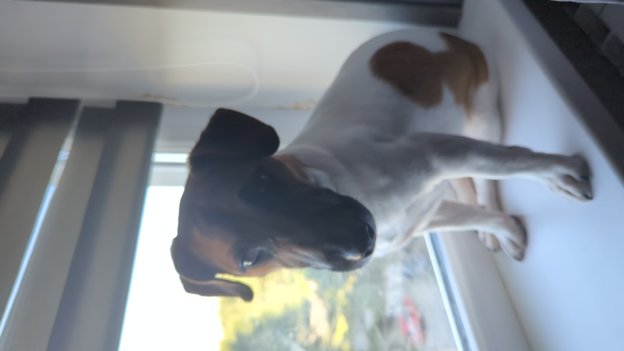 A tan and white Jack Russell Terrier is sitting on a white windowsill. The dog is facing the camera, with its head tilted slightly to the left. Its body is mostly white with a tan patch on its right side. The dog's paws are visible, resting on the windowsill. Behind the dog, through a window, a blurry outdoor scene can be seen, with green trees and a hint of a red object. To the right of the dog is a white curtain. The blinds of the window are partially lowered, casting horizontal shadows across the top of the image.
