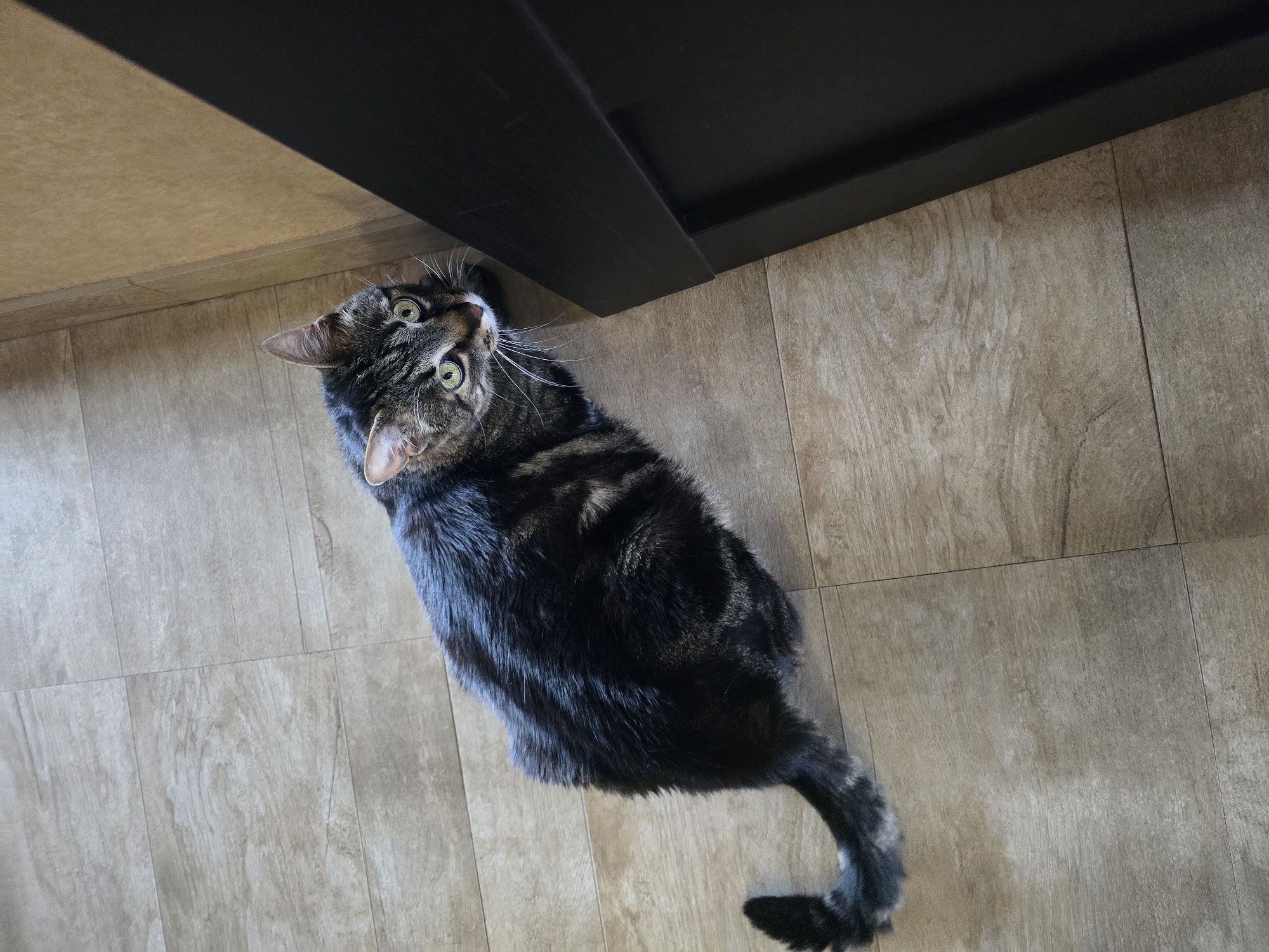 A tabby cat with green eyes is sitting on a light-colored tiled floor next to a dark object, possibly a door or furniture. The cat is looking upwards and to the right. The floor has a wood-like pattern. The background wall is a light tan color. The image appears to be taken indoors in a residential setting. The location of Sofiivska Borshchahivka, Ukraine is not visually discernible from the image.