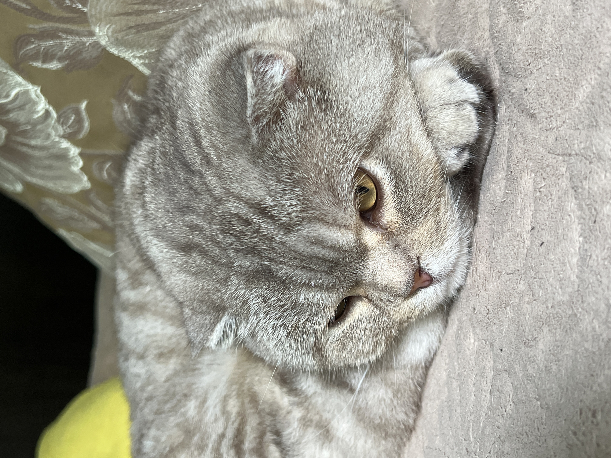This close-up, high-angle shot shows a silver tabby Scottish Fold cat resting on a textured, beige surface, possibly a couch or blanket. The cat's fur has distinct dark tabby markings on a lighter grey background. Its ears are folded forward, a characteristic of the breed, and one paw is curled up near its face. The cat's eye, a striking yellow or amber color, is partially visible and focused off to the side. The cat's pink nose and white whiskers are also clearly defined. To the left of the cat, a hint of a yellow object is visible, and behind it, a section of fabric with a light-colored, floral or damask pattern can be seen. The lighting suggests it might be daytime, possibly indoors. The cat appears relaxed and at ease. There is no visible text in the image.