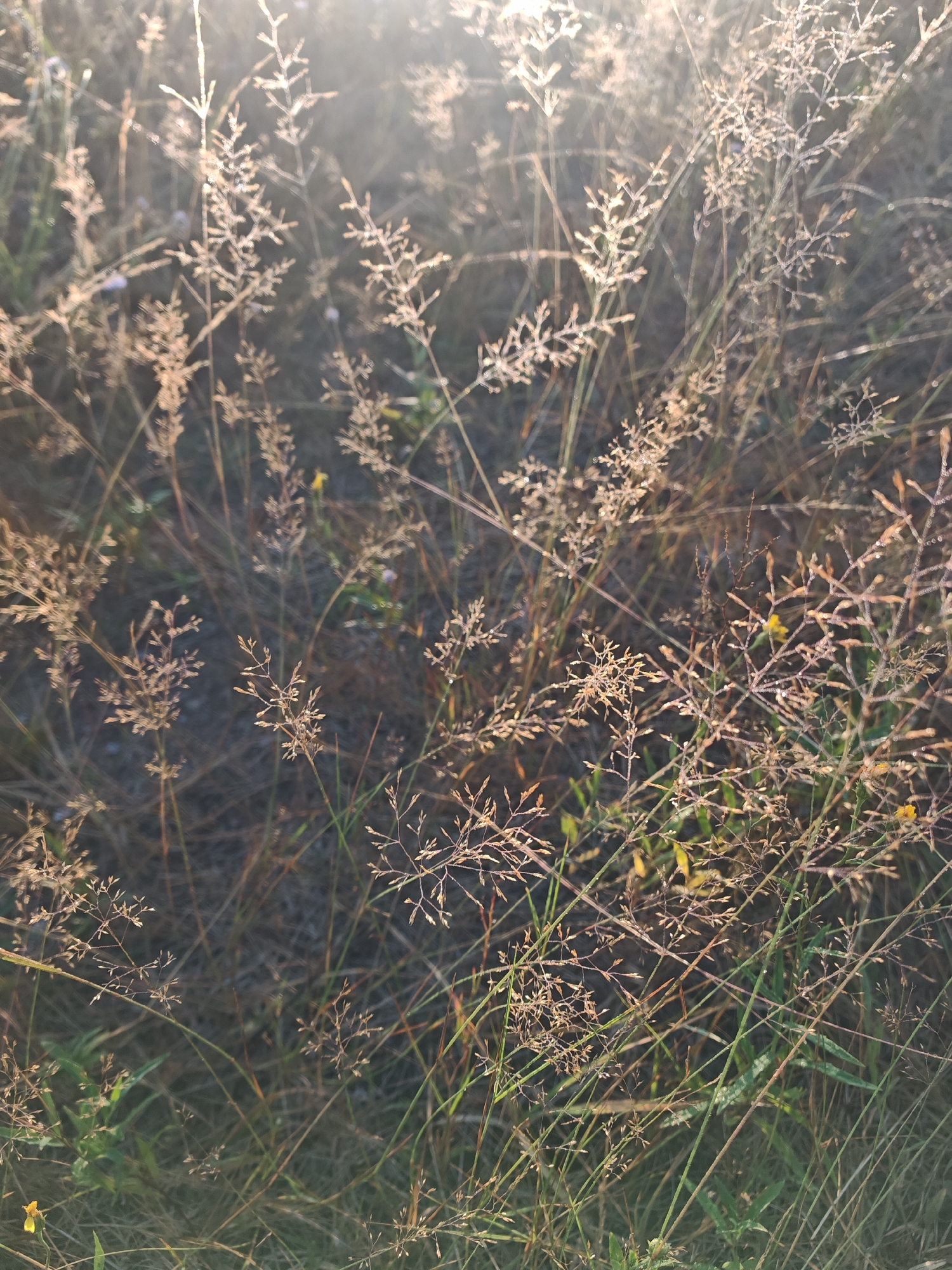 The image depicts a close-up view of dried grass and some green vegetation, with the sun shining through the stalks, creating a bokeh effect. The grass appears to be in a natural, uncultivated area. There are small water droplets on some of the grass stalks, suggesting dew or recent rain. The overall impression is one of a peaceful, natural setting. The location specified, Глыбаўскі сельскі Савет, Belarus, indicates this scene is likely in a rural or semi-rural area of Belarus. There are no people or animals visible in the image.