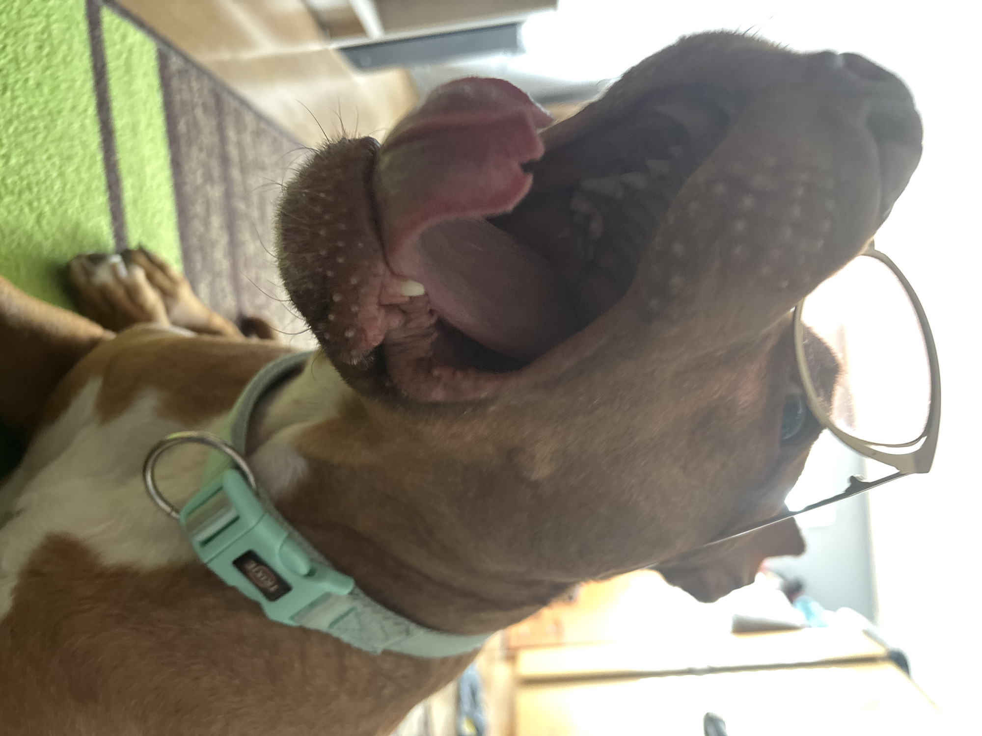 An upward-facing, rotated, close-up shot features a brown and white dog in an indoor setting. The dog, likely lying down, has its head tilted back and its mouth wide open, revealing white teeth and a pink, curled tongue, indicating either a yawn or a moment of playful excitement. A pair of round, thin-framed glasses are humorously placed on its snout. Around its neck, the dog wears a light blue or mint green collar with a plastic buckle, where the brand name "TRIXIE" is clearly visible. The dog's fur is a mix of brown and white patches, particularly on its chest and flanks.
In the background on the left, a green and brown striped rug or mat is visible on the floor. The area behind the dog's head is brightly illuminated, suggesting a strong light source, possibly a window, which indicates it is daytime. Other background elements are blurred, hinting at typical indoor furnishings. The overall impression is one of a candid and endearing moment. The location context provided is Sofia, Bulgaria.