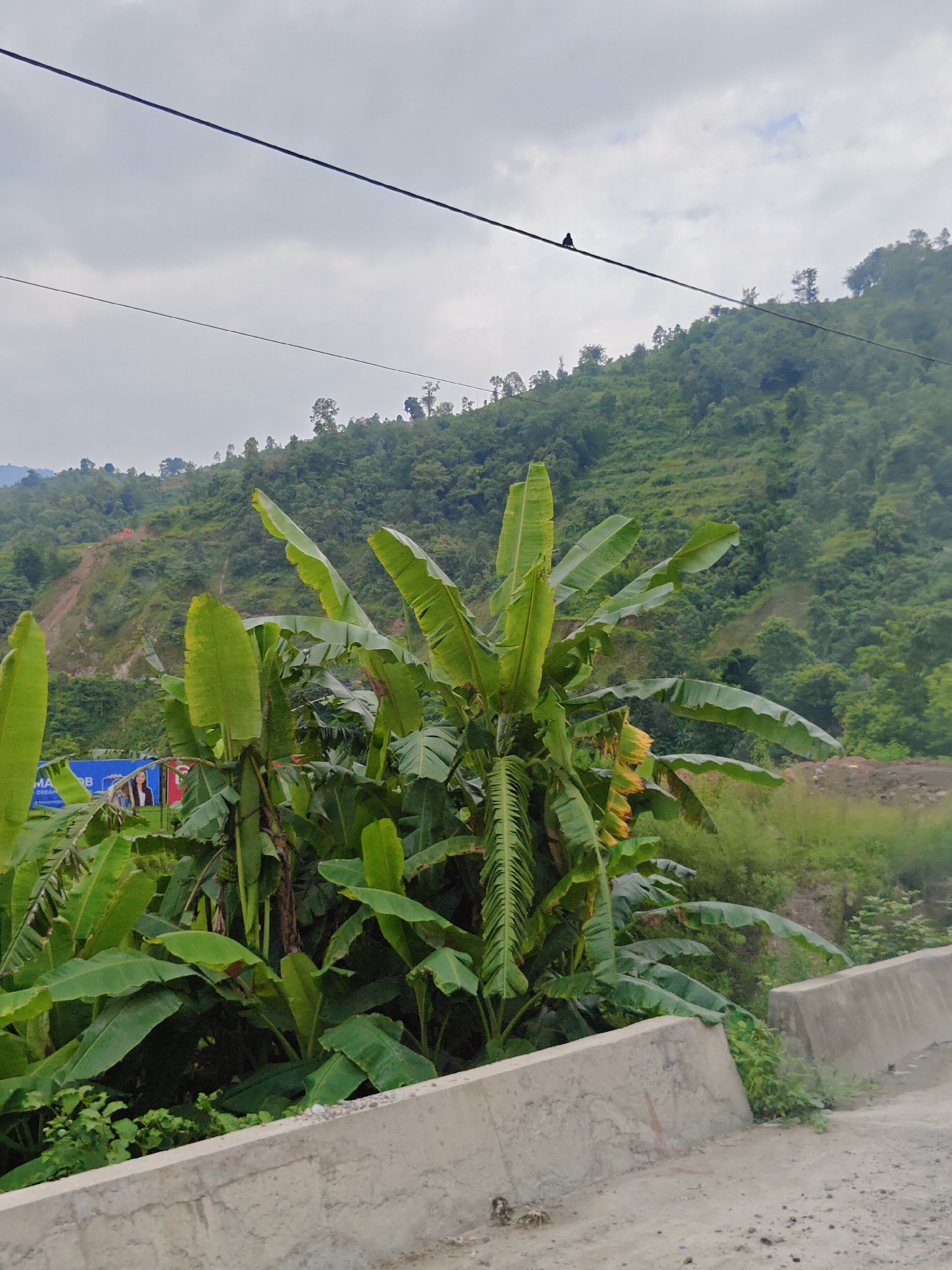 A small black bird is perched on a power line stretching across a cloudy sky above a lush, green, hilly landscape. The foreground features large banana plants with broad, green leaves. A concrete barrier runs along the bottom right of the image, separating a dirt road from the vegetation. In the middle ground, a hillside is visible with some construction or roadwork, indicated by reddish-brown scars on the slope and possibly some orange tents. A billboard with a woman's image is partially obscured by the banana plants. The scene appears to be located in Thakre, Nepal, given the vegetation and terrain typical of the region.