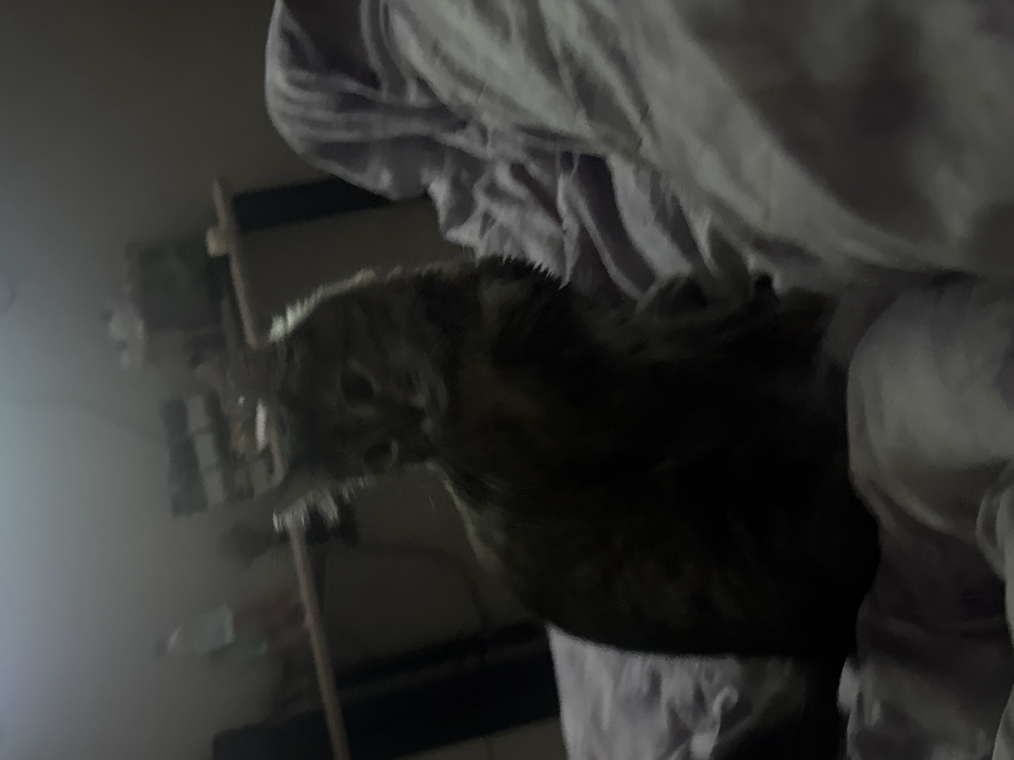 A dark, low-resolution image shows a tabby cat sitting on a bed with purple bedding. The cat is in the foreground, facing left, with its head turned towards the camera. The background is dimly lit and out of focus, with some furniture visible, including a desk and a shelf with items on it. The overall impression is of a domestic setting.