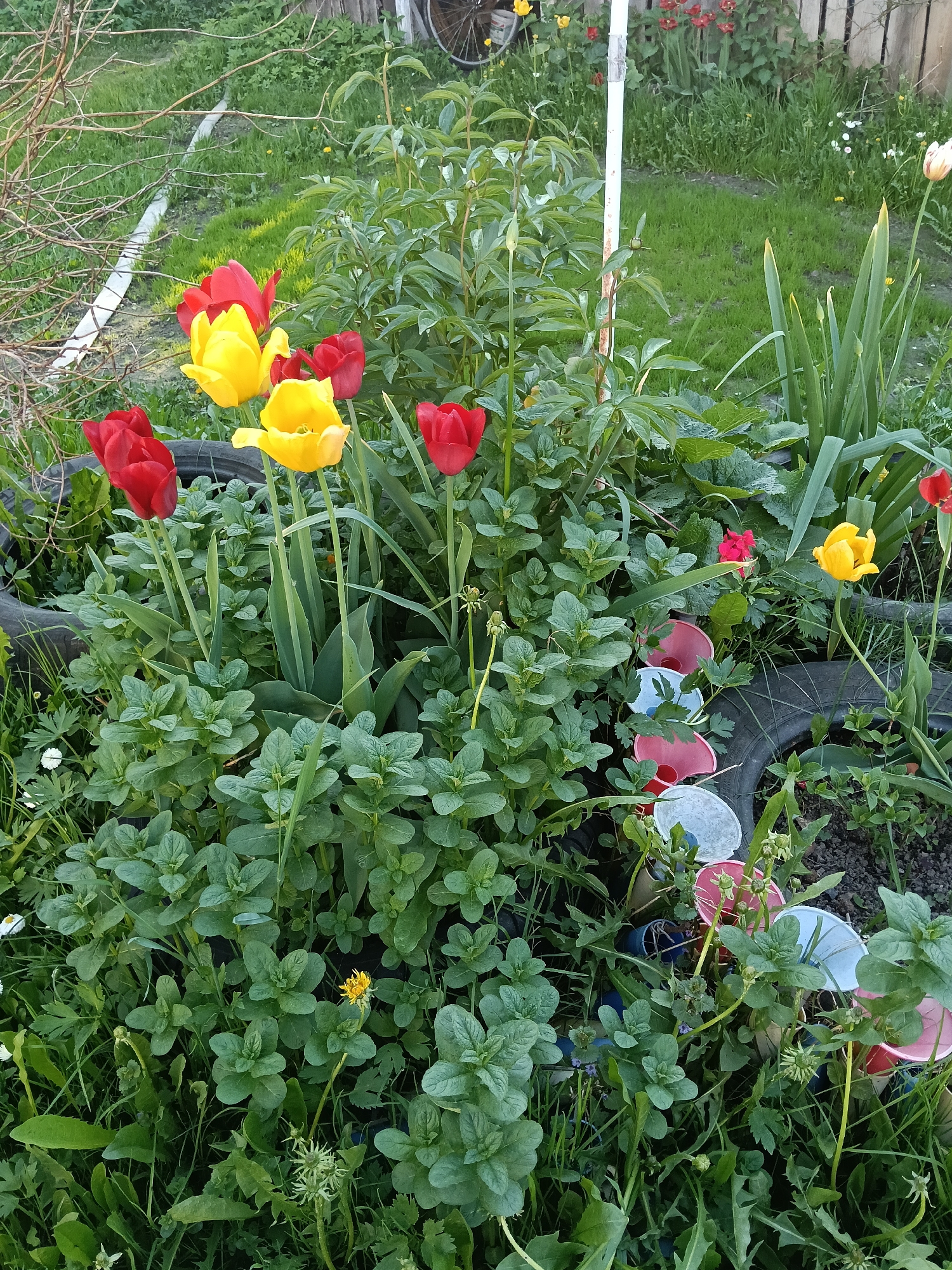 The image shows a garden in Красный Маяк, Russia. There are red and yellow tulips in a flowerbed surrounded by a black tire. A green, leafy plant covers much of the foreground. Scattered within the plants are red, white, and blue plastic cups. In the background is green grass, a wooden fence, and a white pole. The sky is not visible.