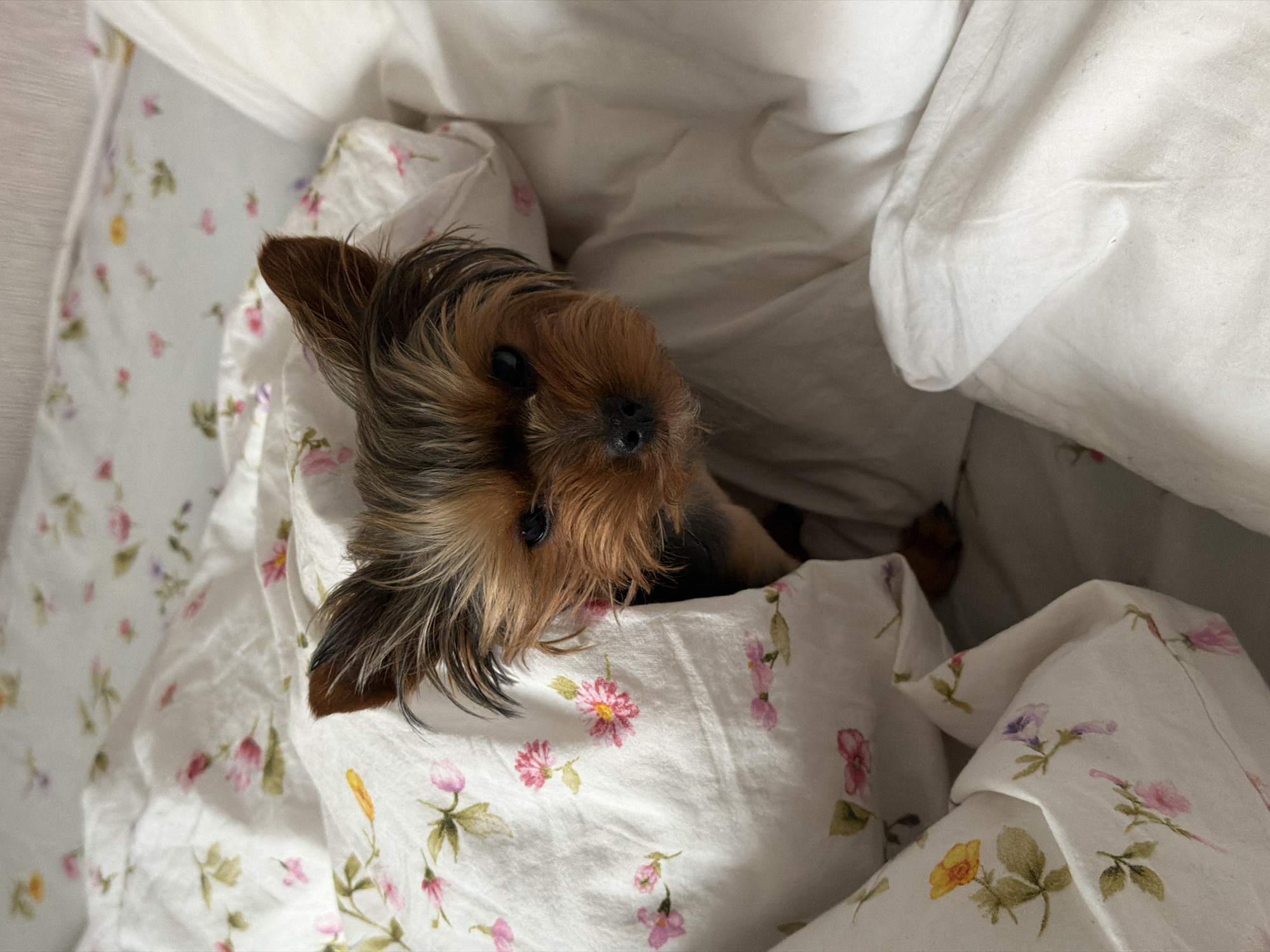 A brown and black Yorkshire Terrier dog is nestled among white sheets with a floral print in an indoor setting. The dog is partially covered by the sheets, with its head and one paw visible. The location is implied to be a bed. The city of Krasnoyarsk, Russia, is mentioned.