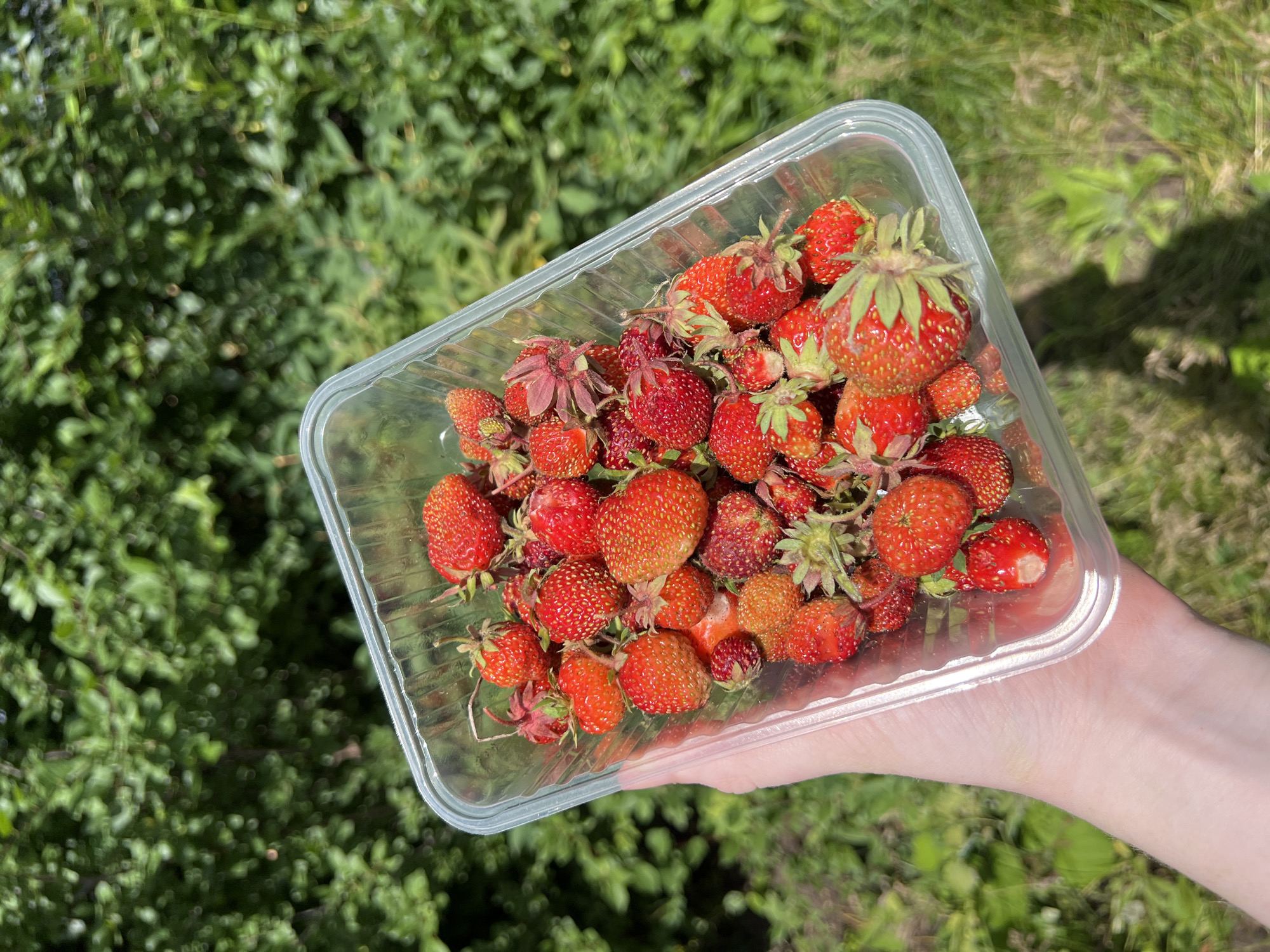 A close-up, over-the-shoulder shot shows a person's left hand holding a clear plastic container filled with fresh strawberries. The strawberries are various shades of red and orange, some with green leafy tops. The container is slightly tilted, allowing a clear view of the fruit. The background is softly blurred, depicting lush green foliage and grass under bright daylight, suggesting an outdoor setting. There are no visible landmarks or indications that would suggest a specific location within the city of Chaikovsky, Russia. The focus is entirely on the hand and the strawberries.