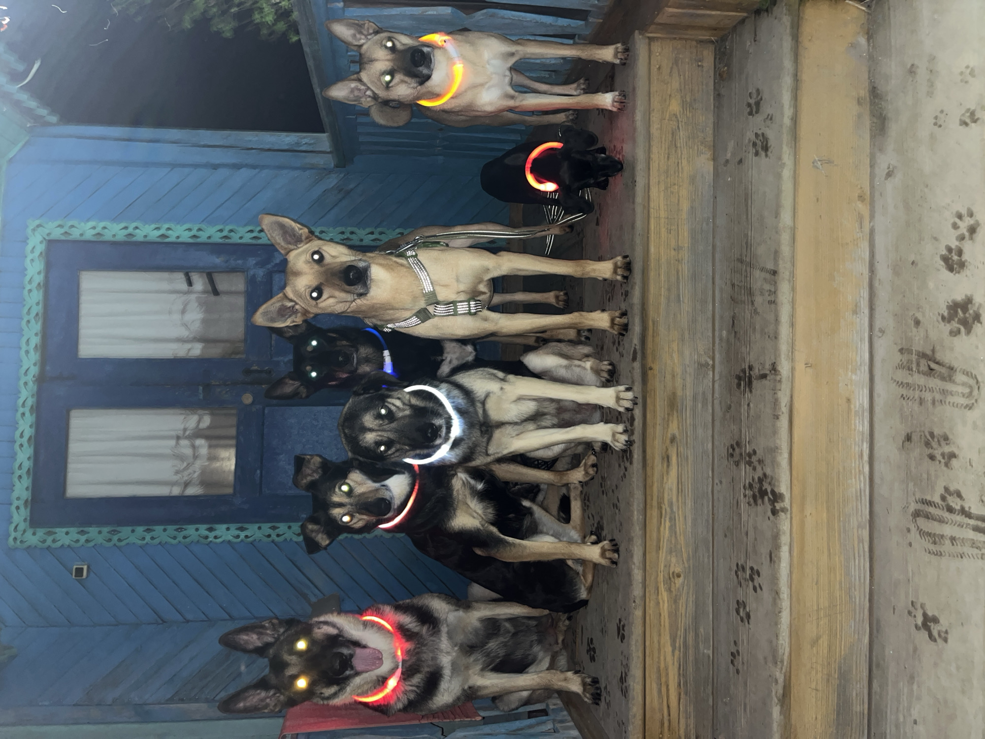 Seven dogs of various breeds are positioned on a wooden porch and steps in front of a blue wooden house. The dogs are wearing illuminated collars in different colors: red, white, blue, and orange. The porch has a patterned rug with paw prints. The house features blue siding and a blue door with white curtains visible through the windows. The lighting suggests it is nighttime. The scene is consistent with a residential property in Nizhny Tagil, Russia, given the architectural style and common residential settings in the region.